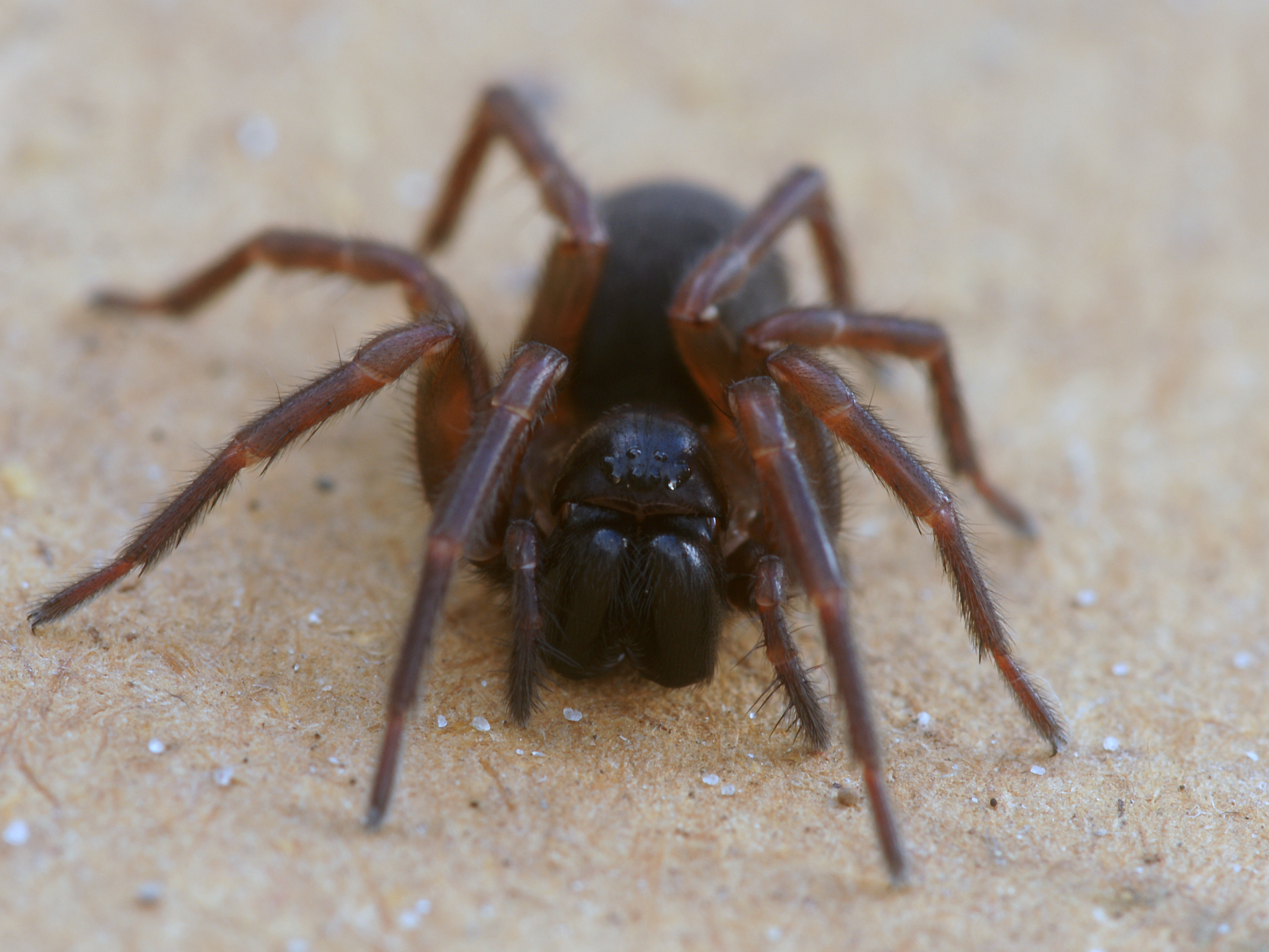 Coelotes terrestris