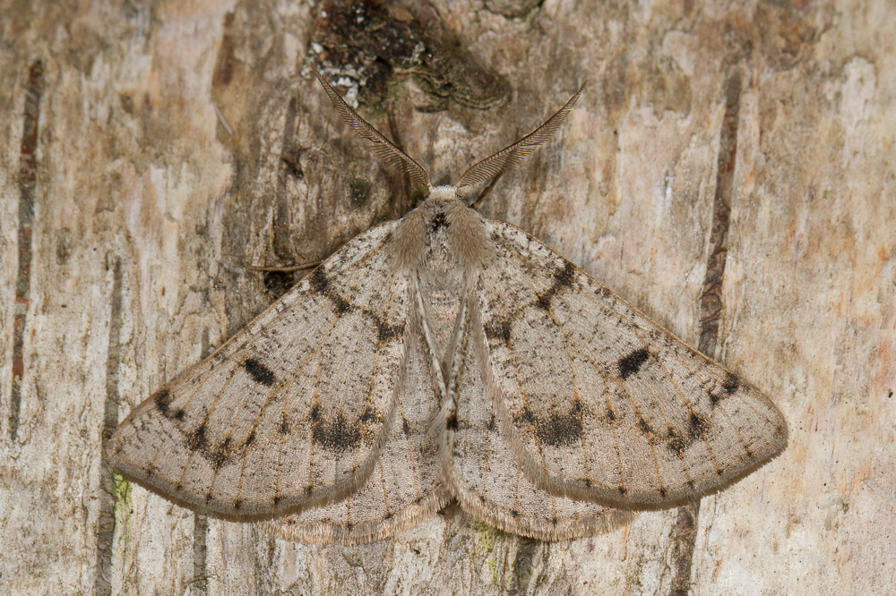 Dyscia fagaria