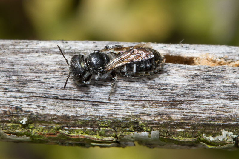 Heriades truncorum