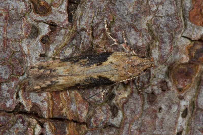 Scrobipalpa costella