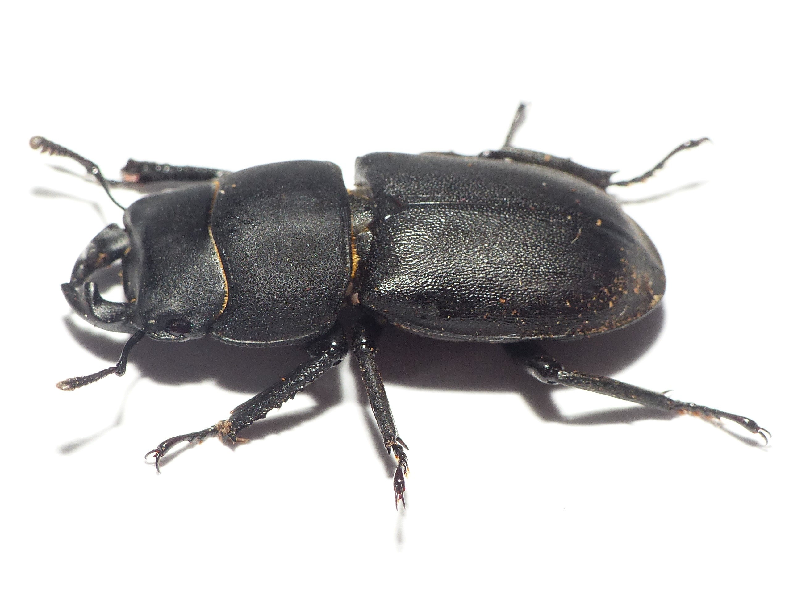 Dorcus parallelipipedus