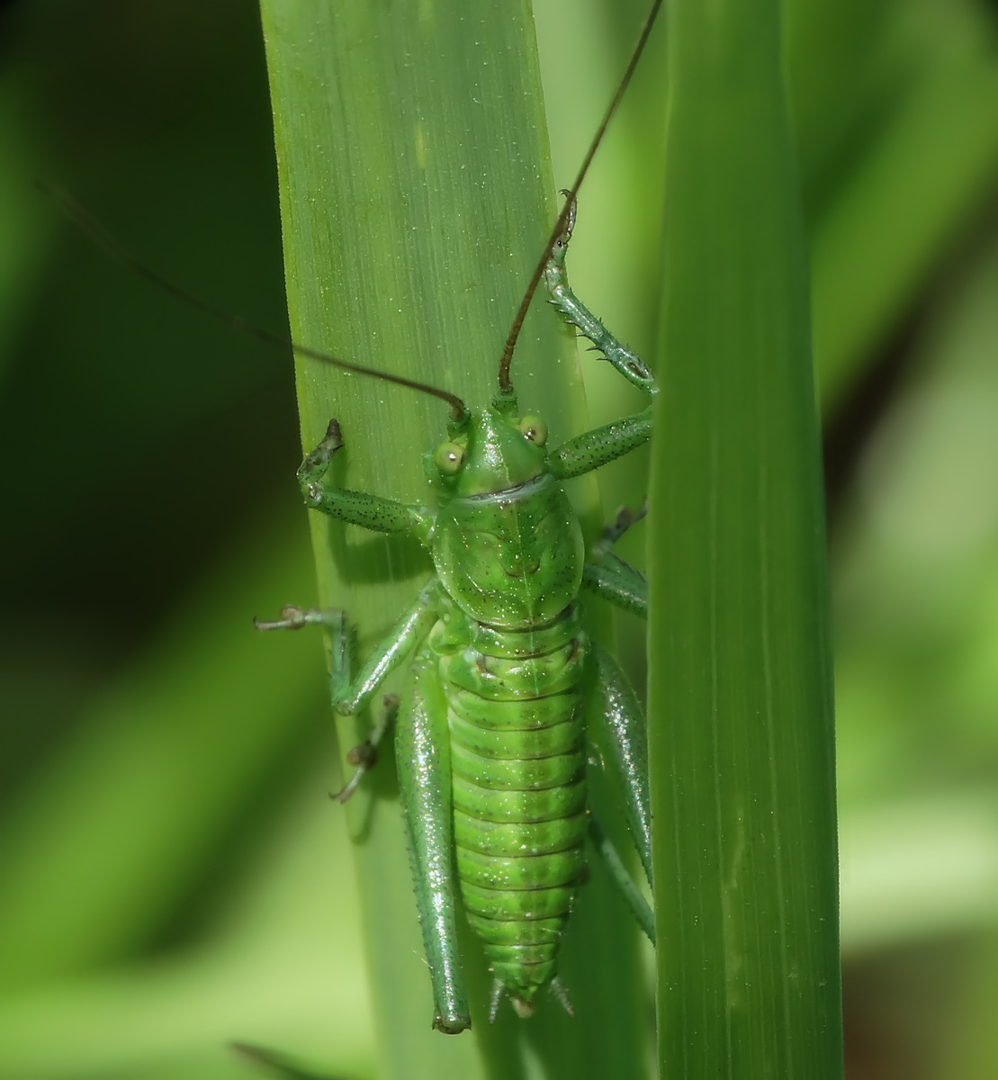 Tettigonia viridissima