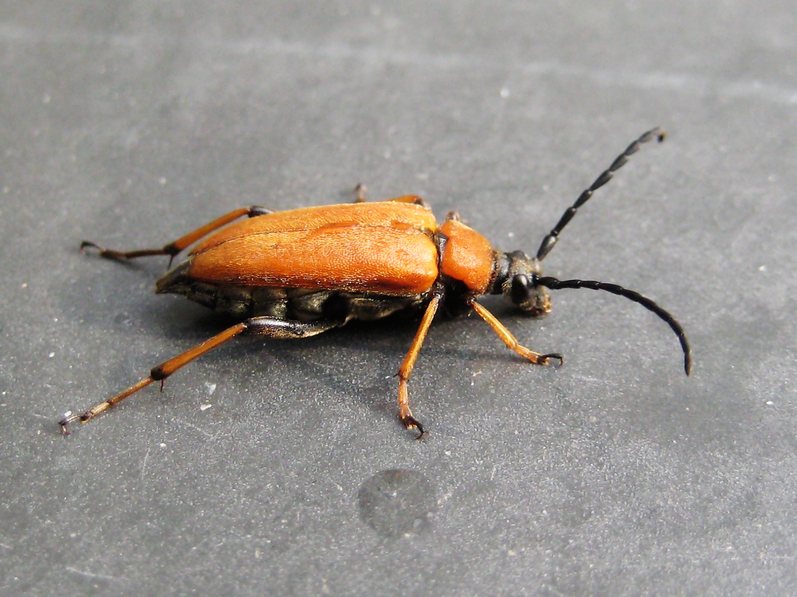 Stictoleptura rubra