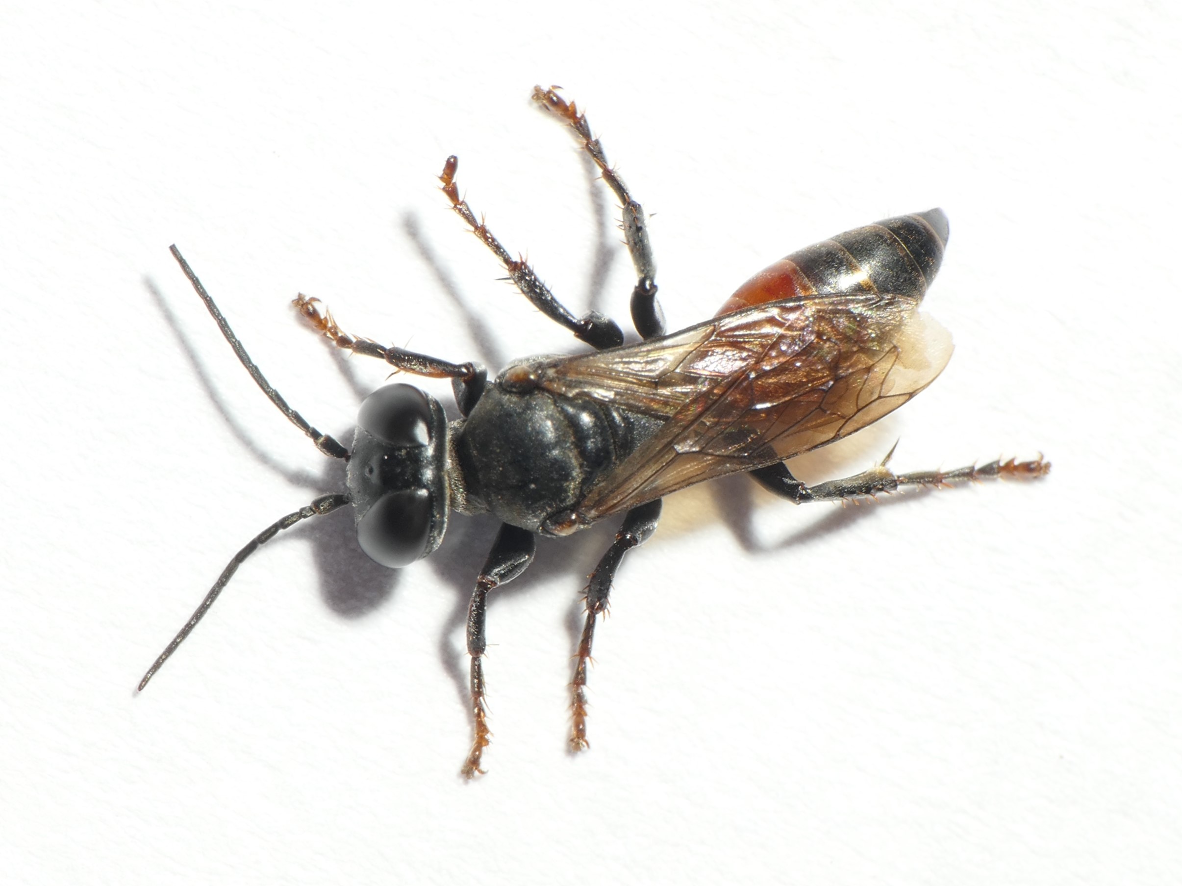Tachysphex pompiliformis