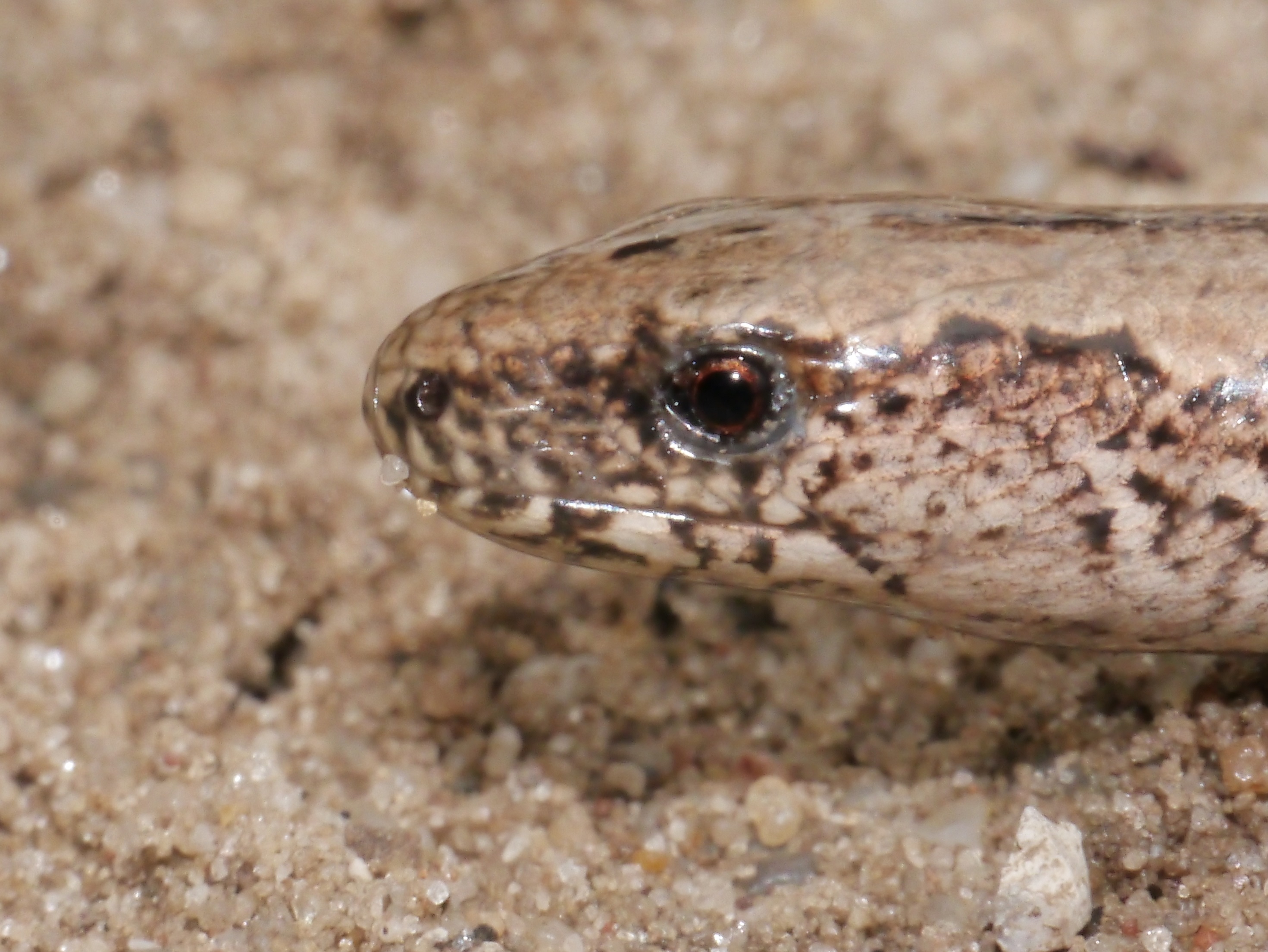Anguis fragilis