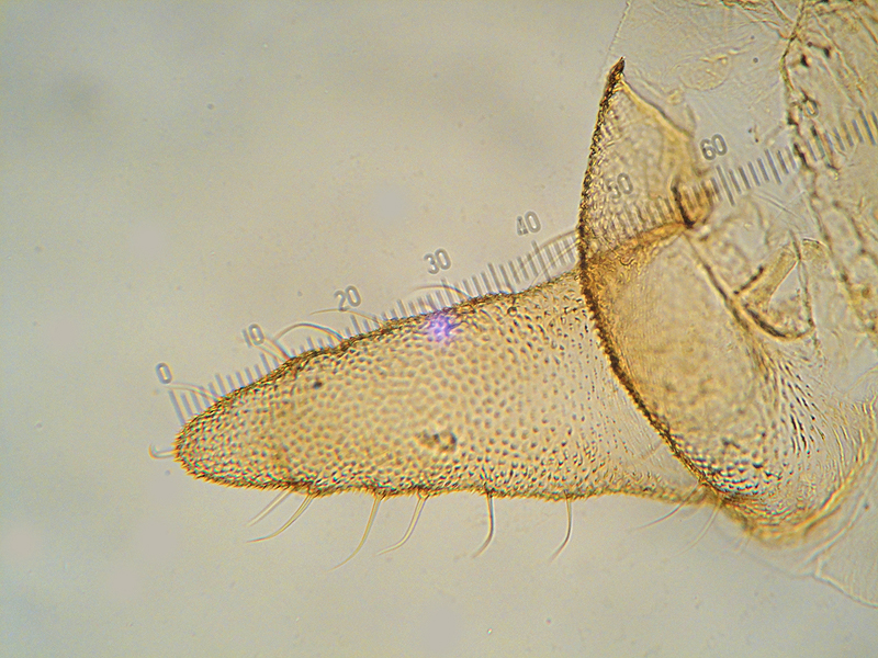 Macrosiphum albifrons