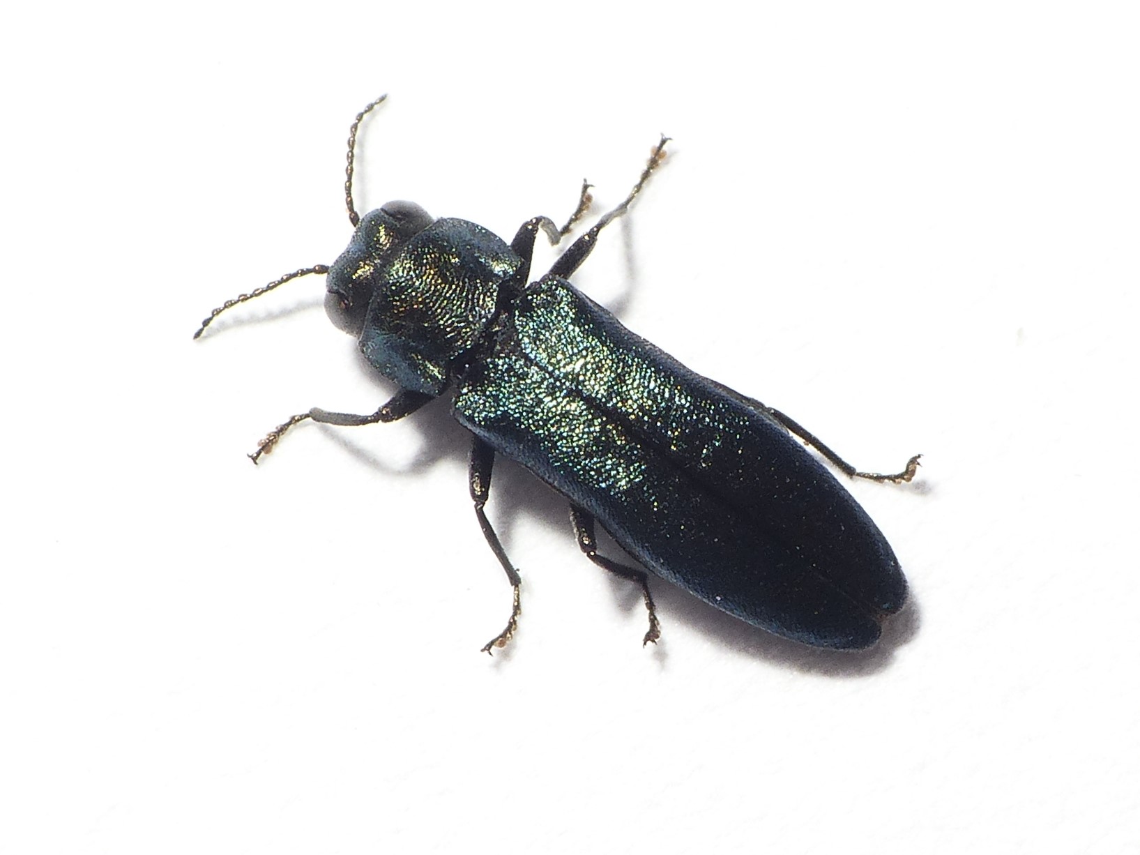 Agrilus cyanescens