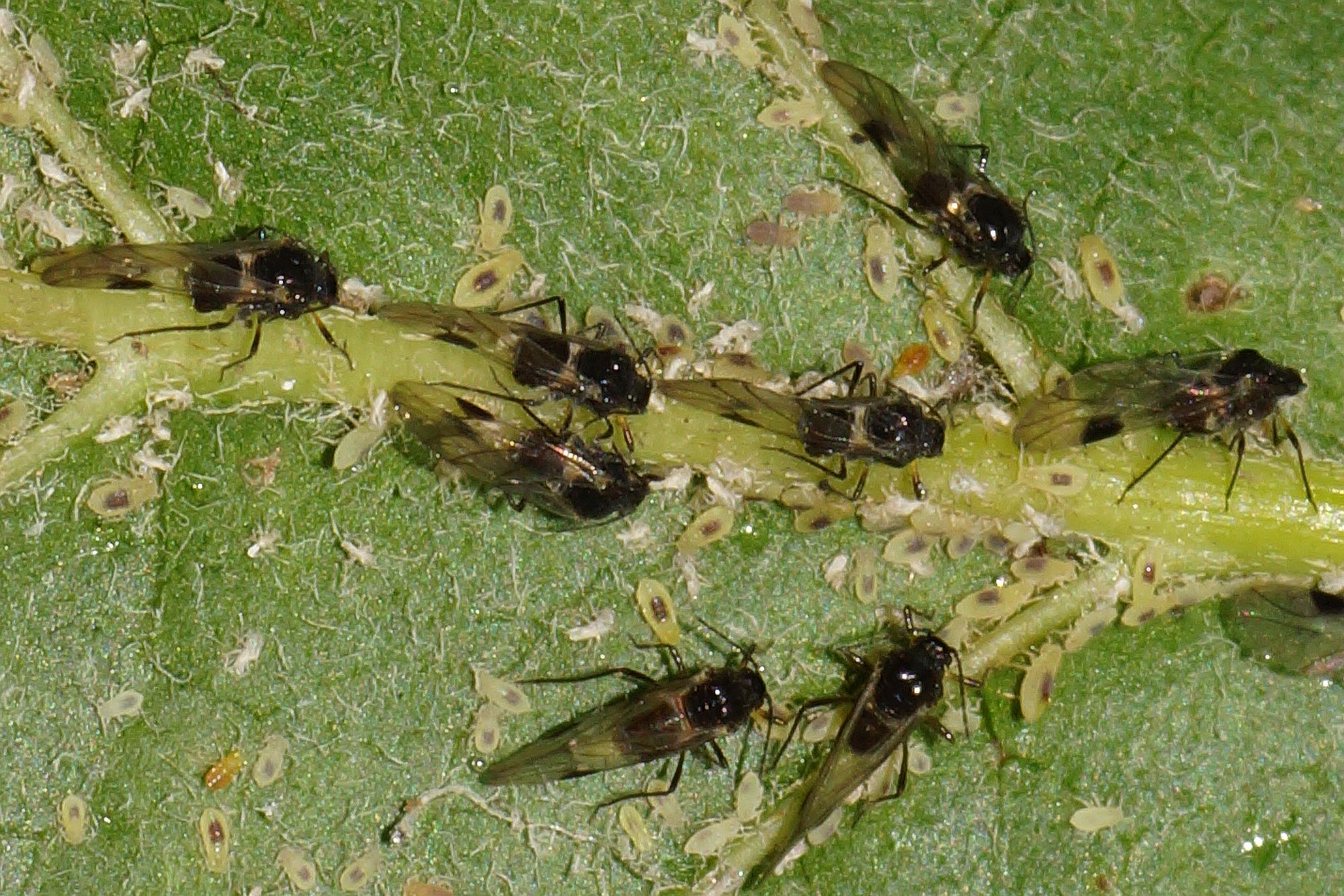 Anoecia corni