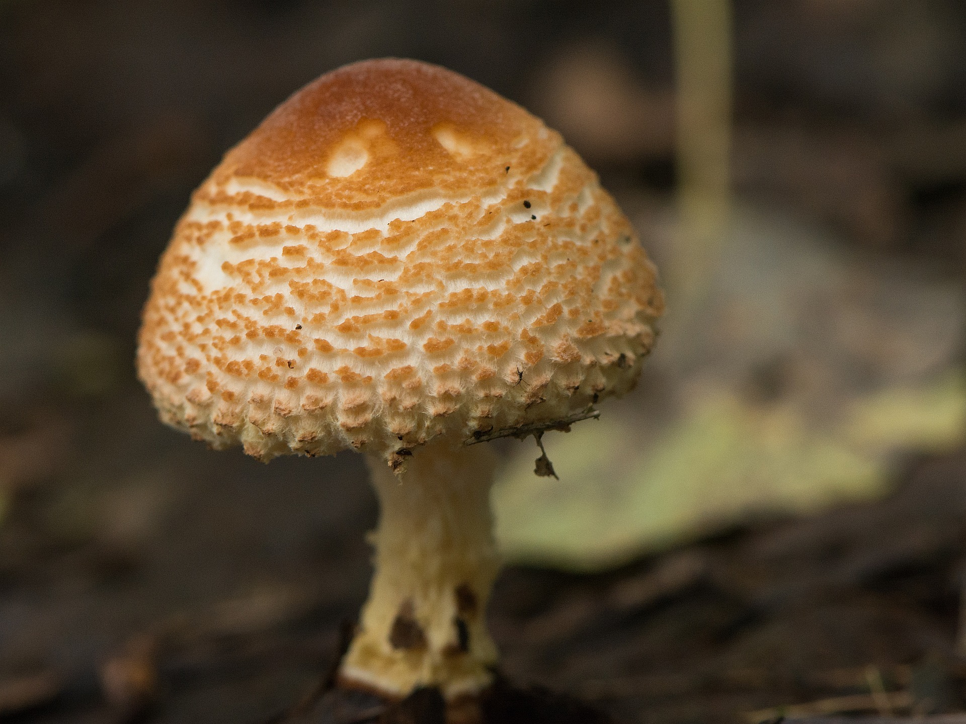Lepiota ventriosospora