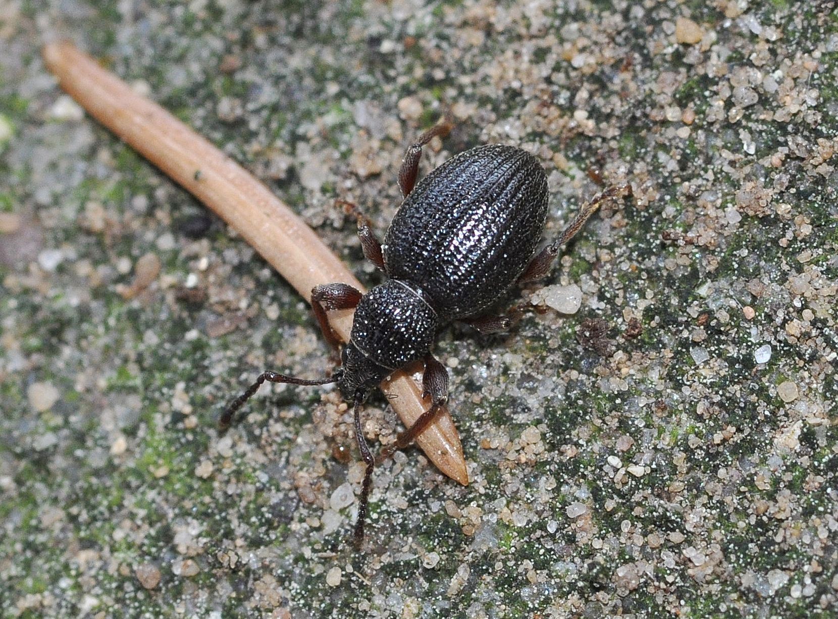 Otiorhynchus ovatus