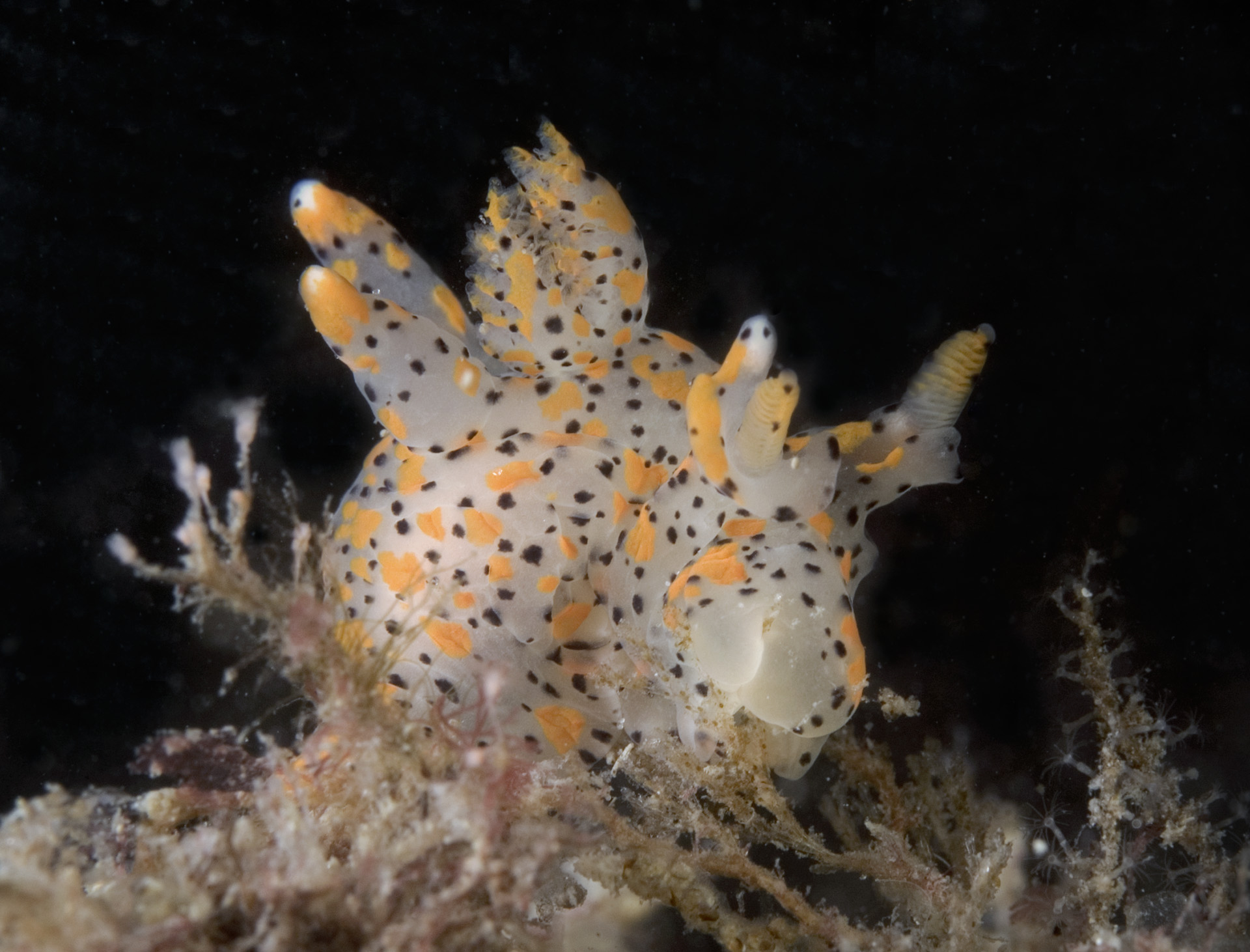 Thecacera pennigera