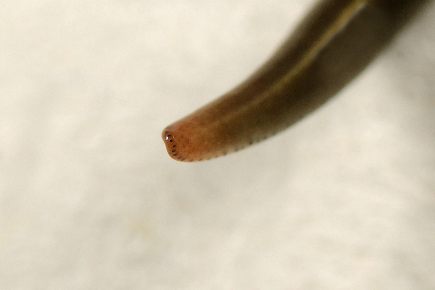Caenoplana coerulea