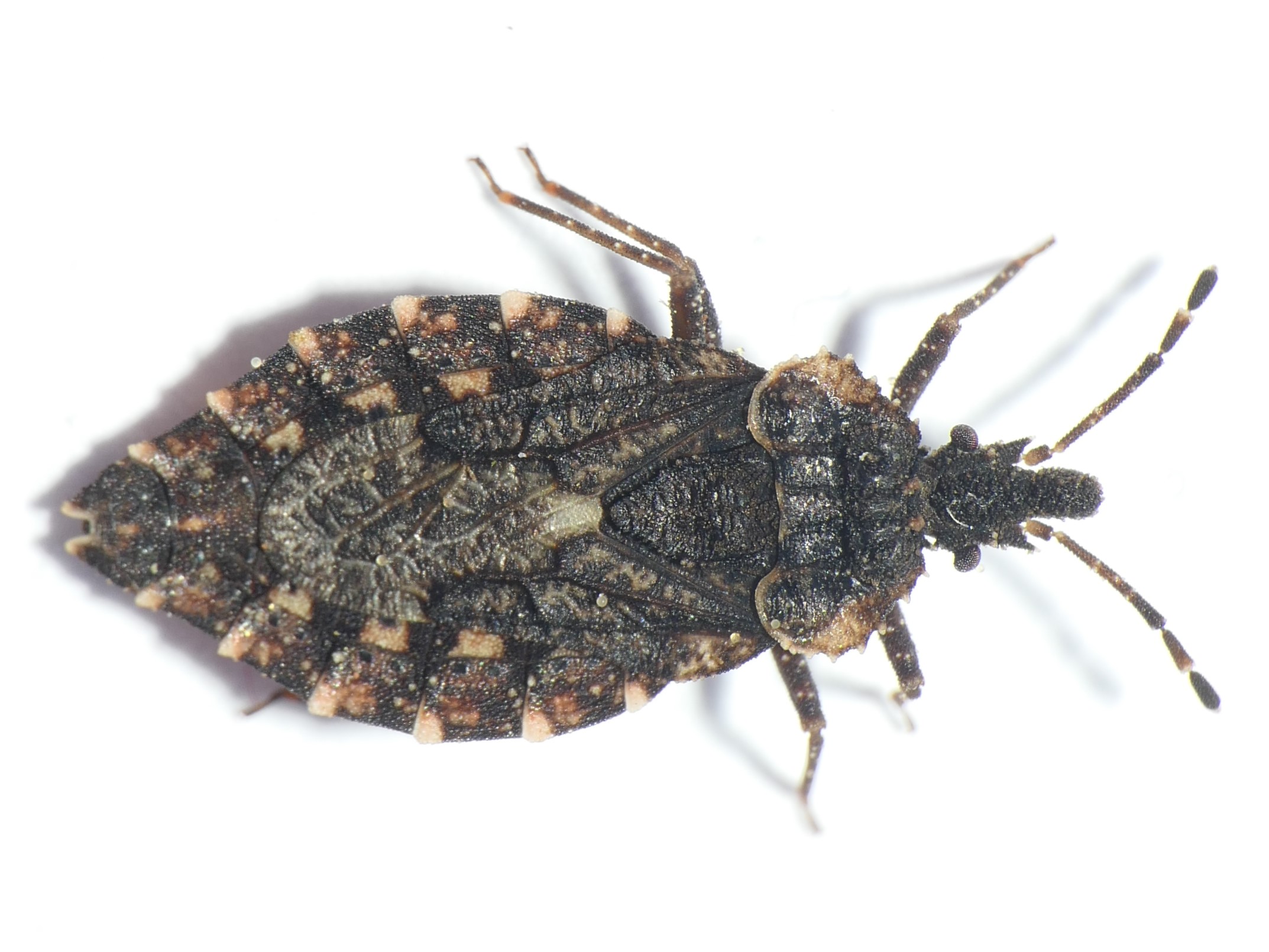 Aradus betulae