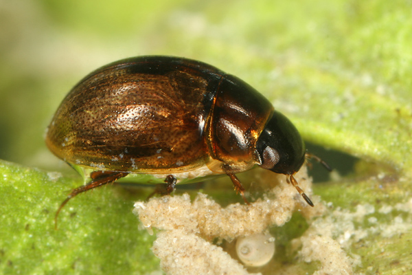 Anacaena limbata (Fabricius, 1792) | Determinatie op basis van collectie-exemplaar Anacaena limbata (Fabricius, 1792) | Determinatie op basis van collectie-exemplaar