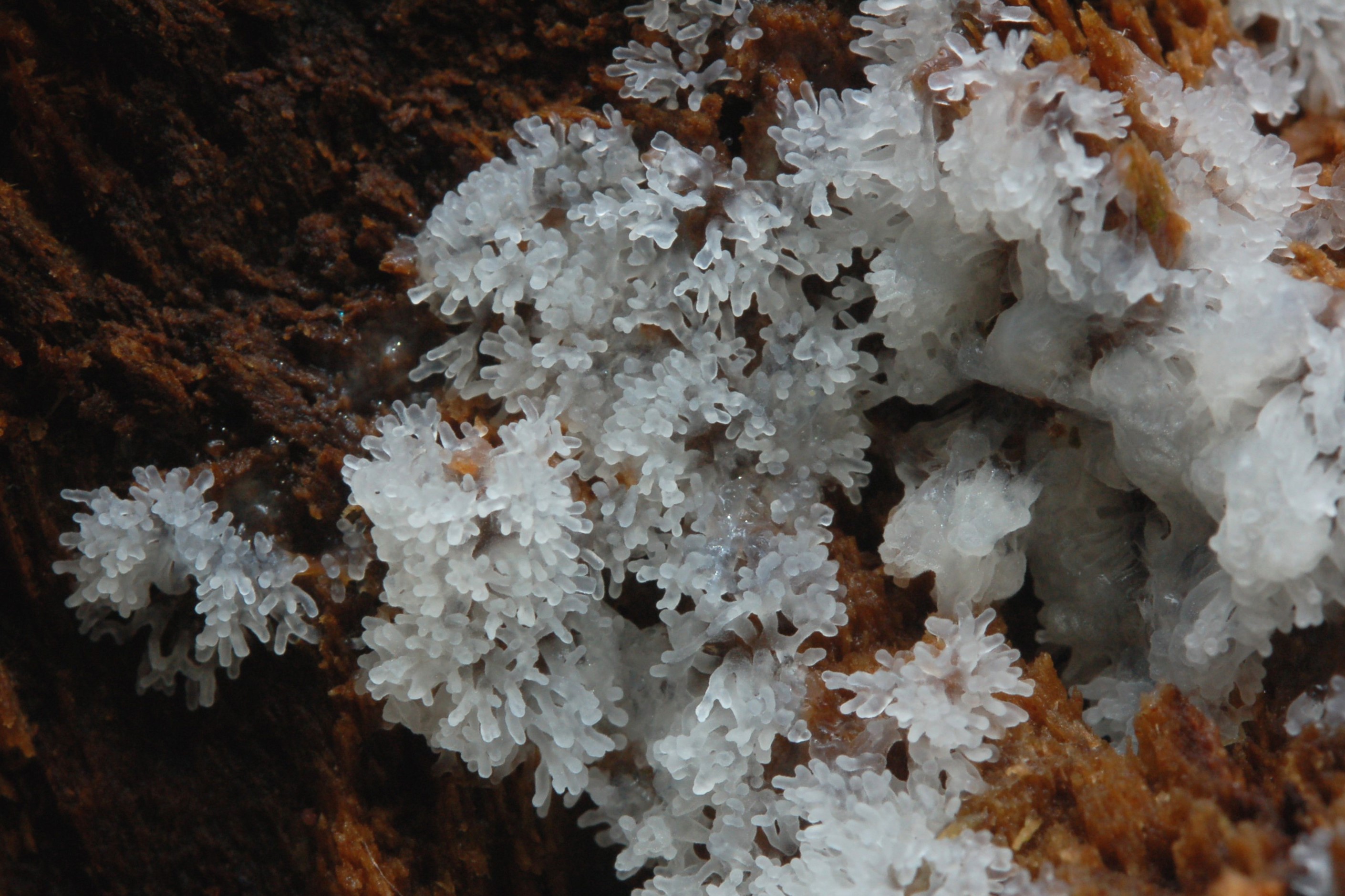 Ceratiomyxa frutucilosa