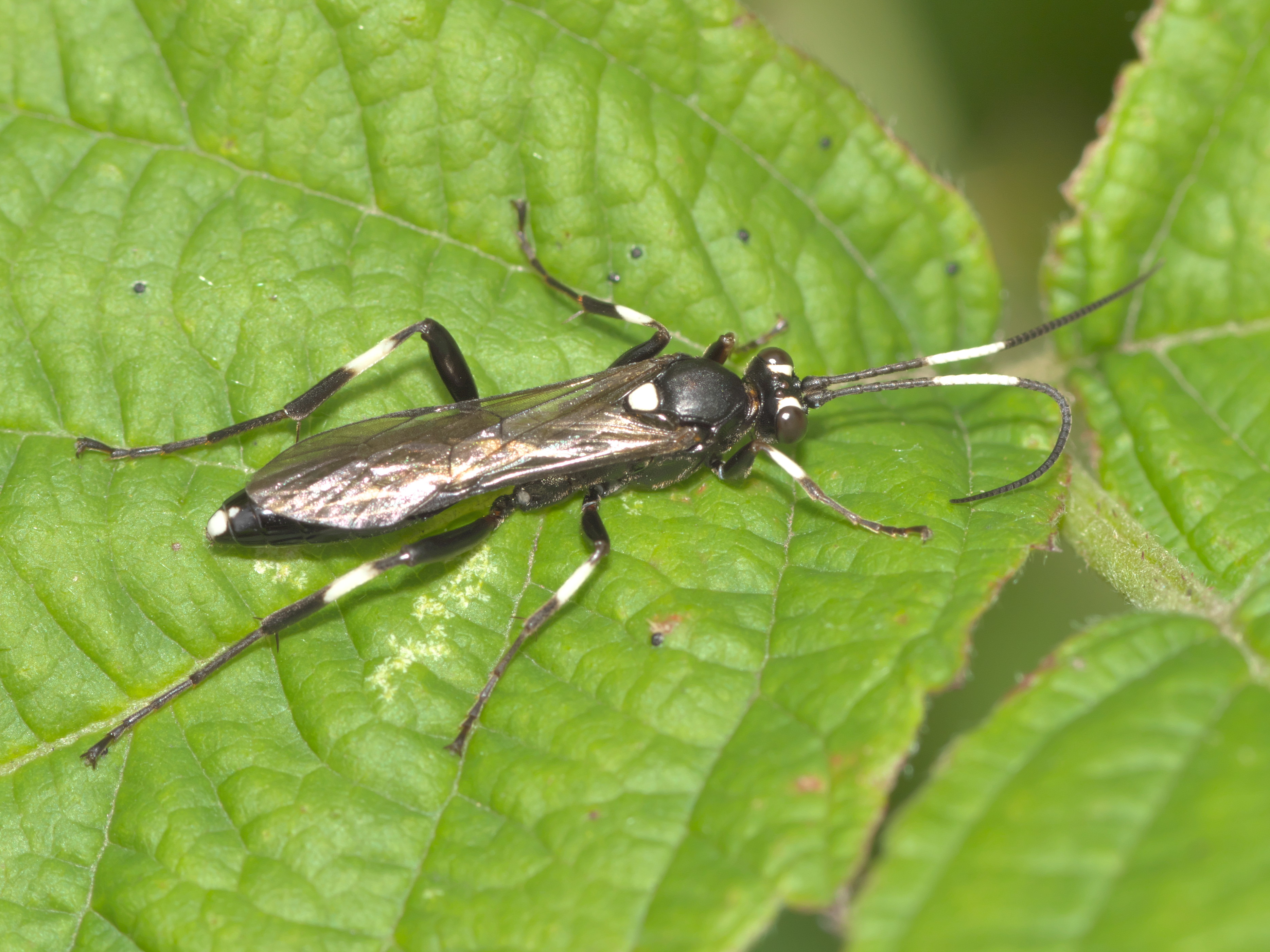 Achaius oratorius
