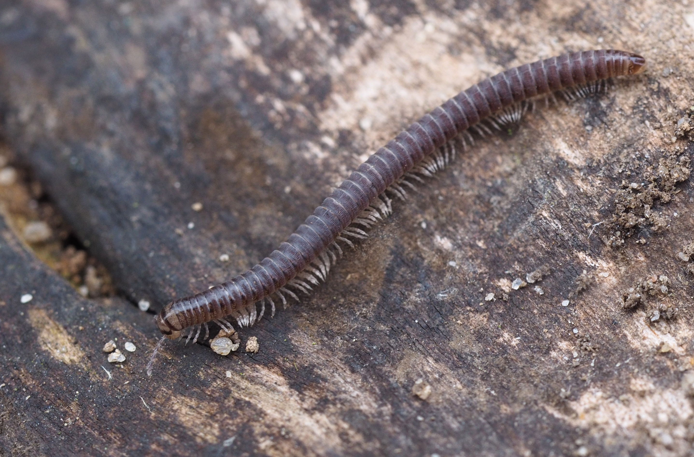 Cylindroiulus truncorum