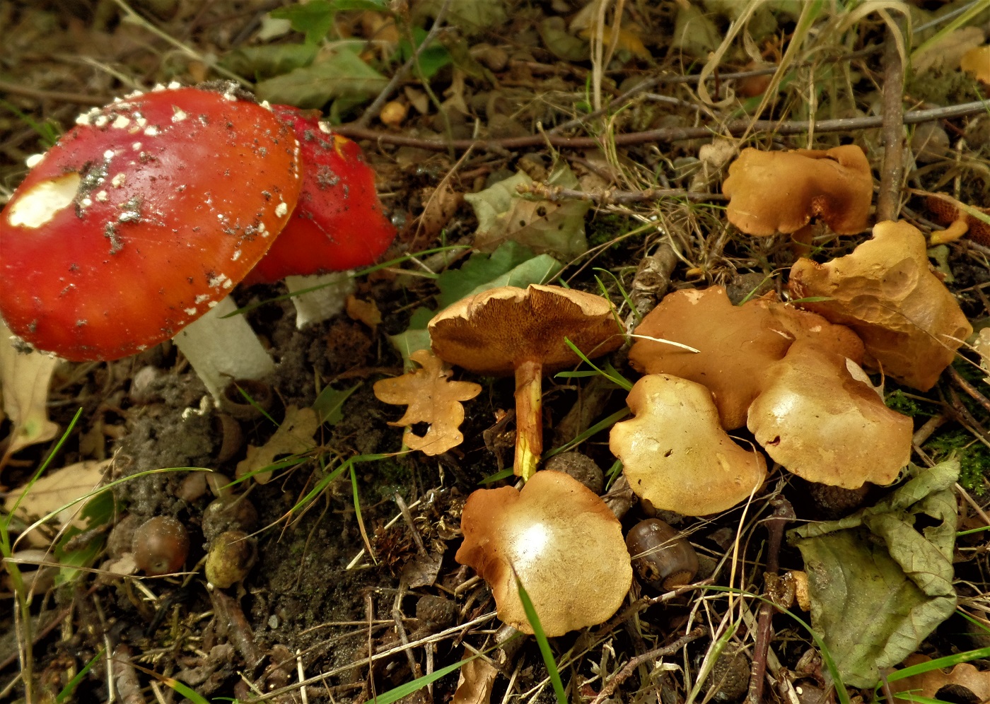 Chalciporus piperatus