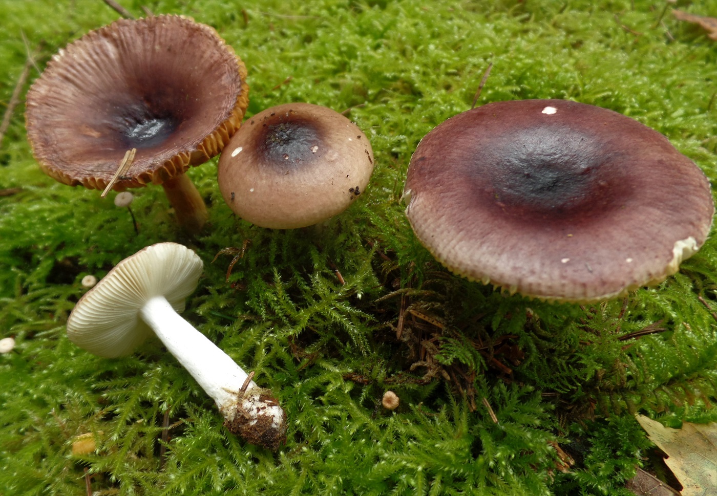 Russula nauseosa
