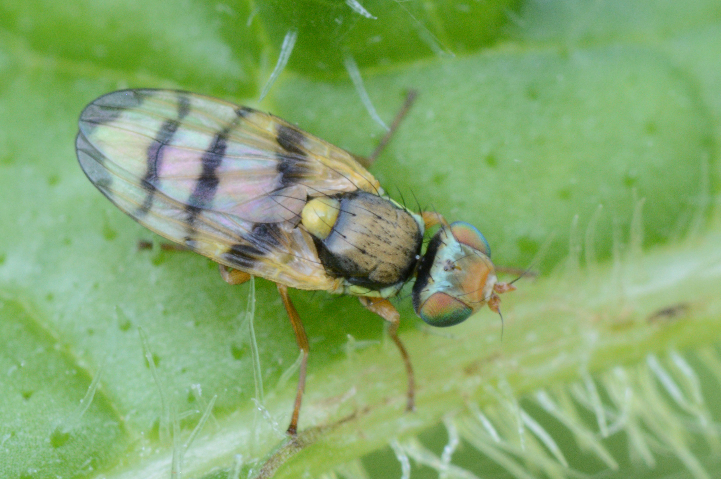 Urophora solstitialis