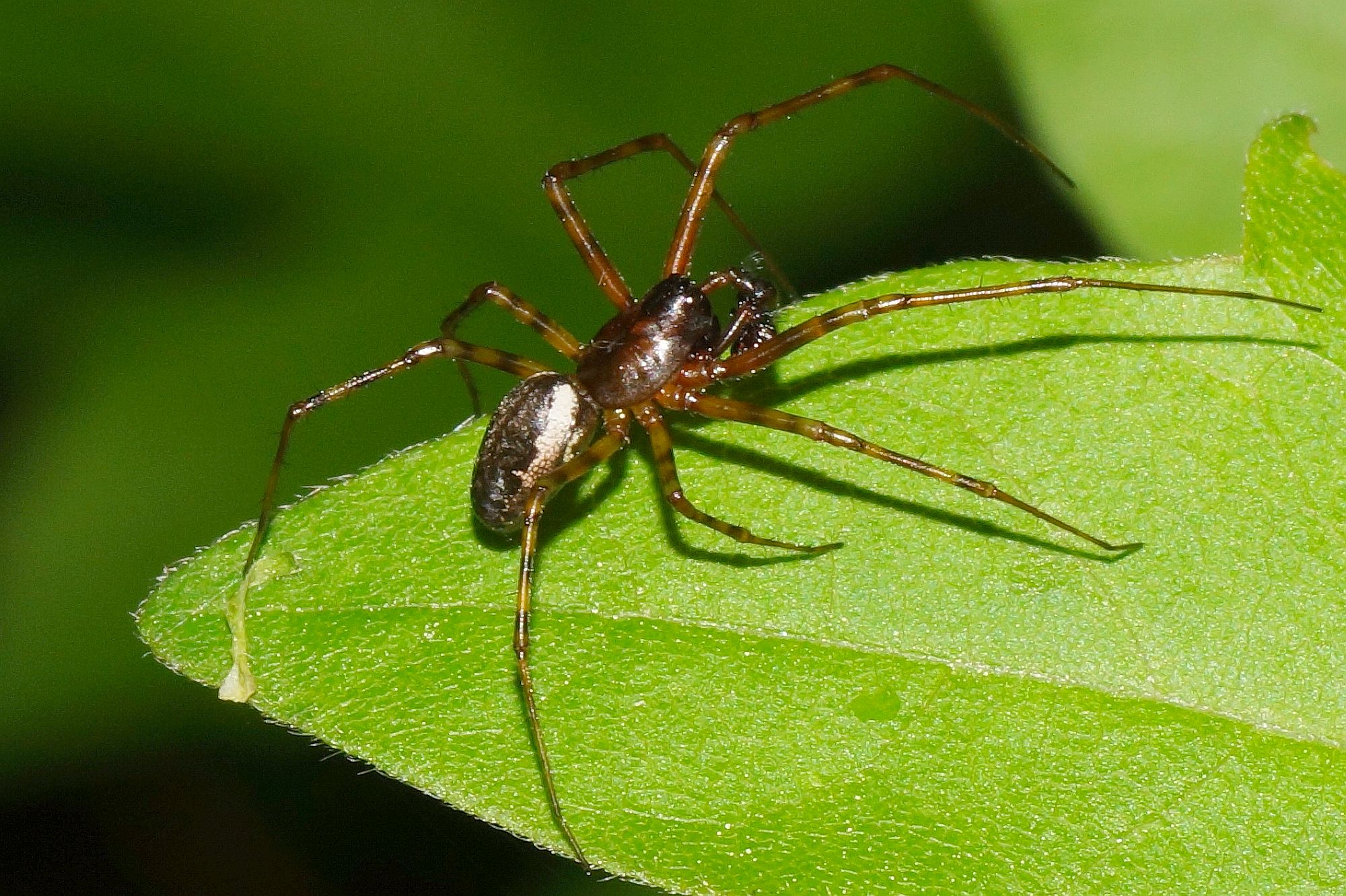 Neriene montana