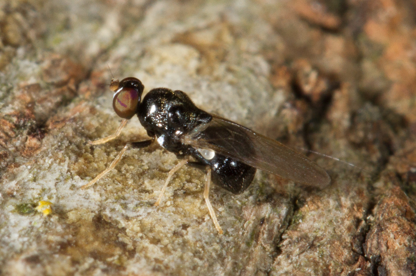 Neopachygaster meromelas