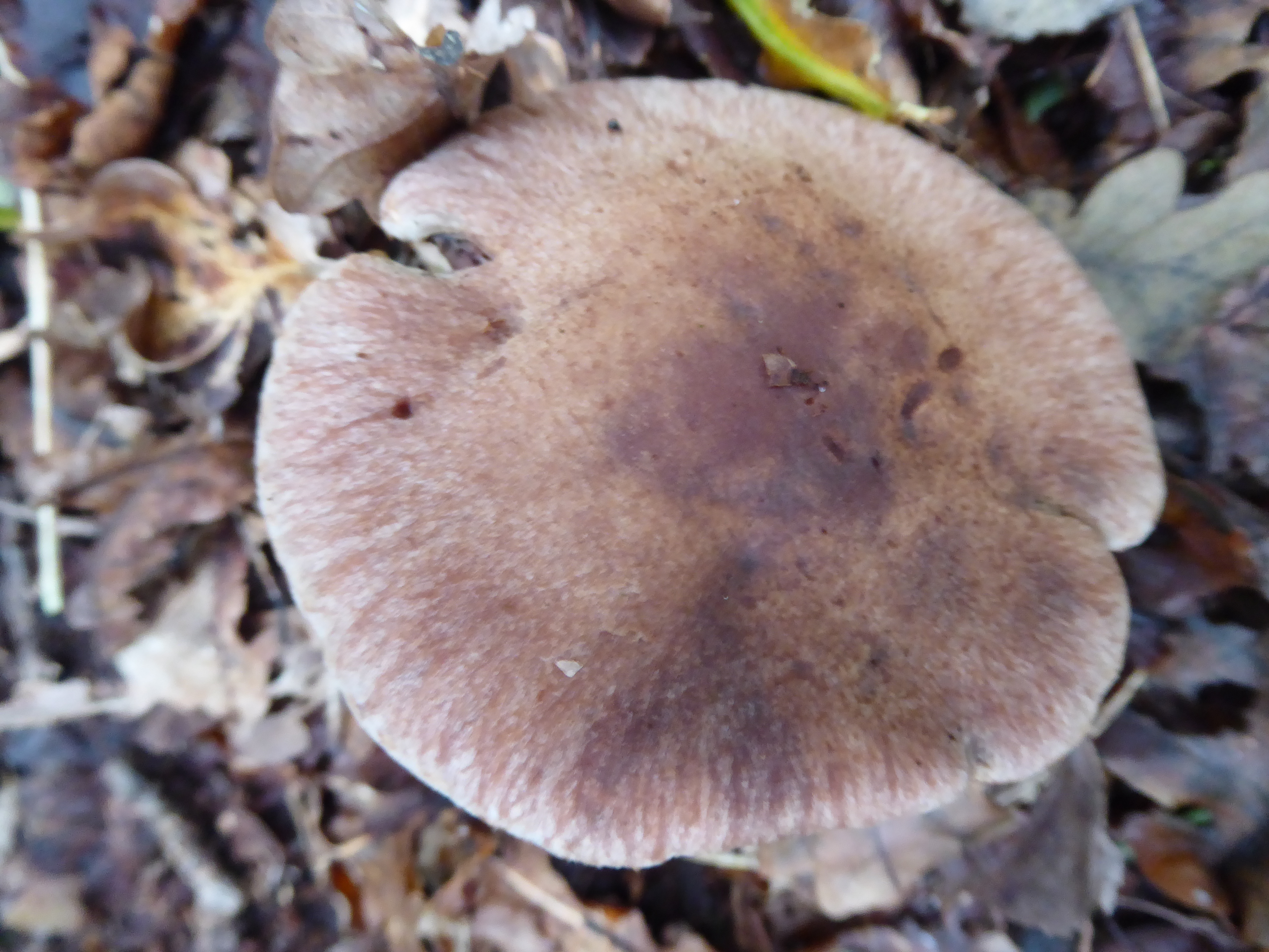 Cortinarius saturninus