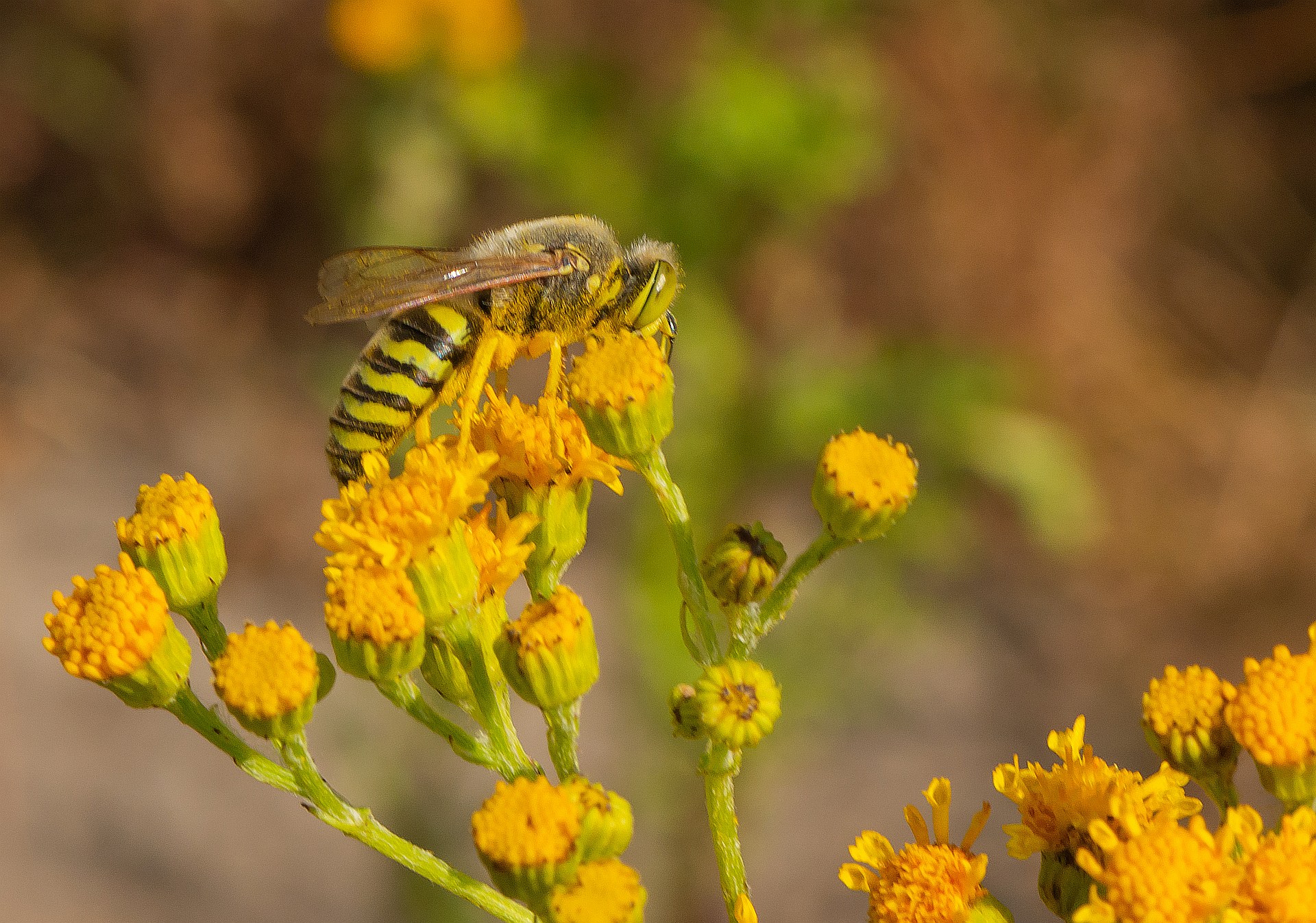 Bembix rostrata