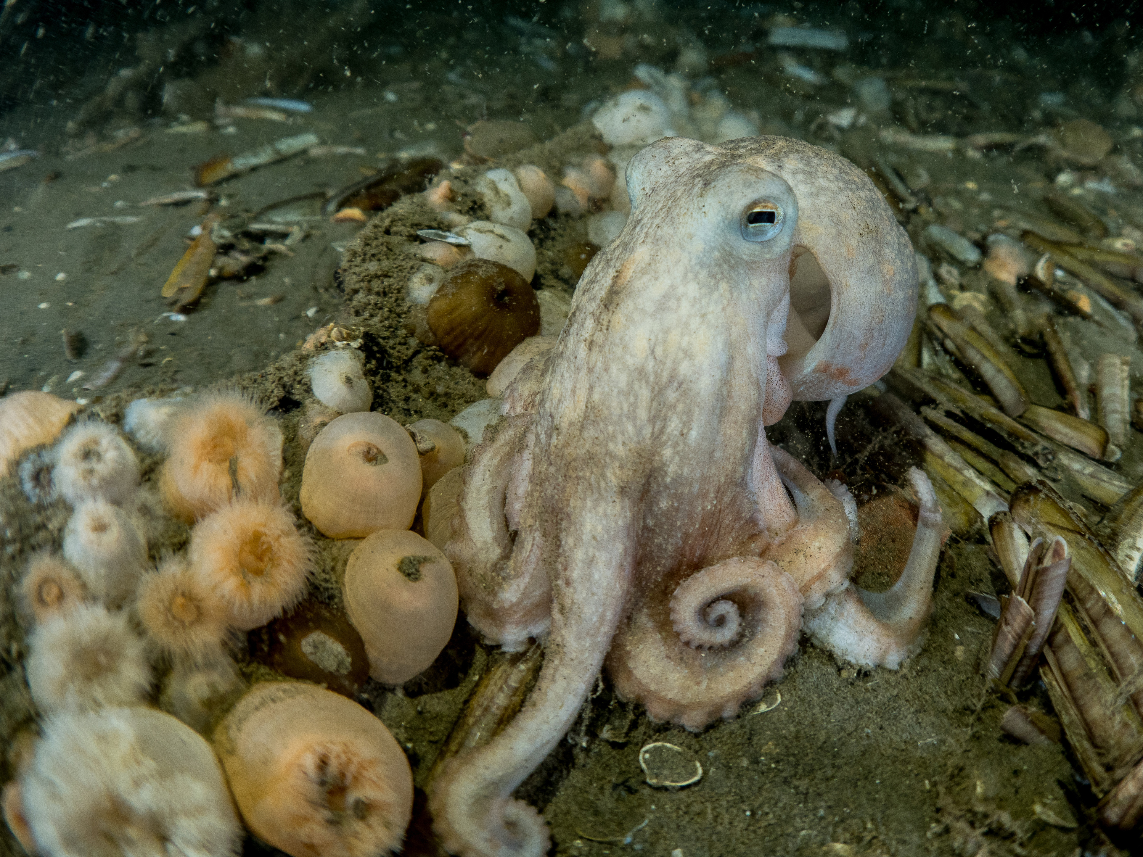 Eledone cirrhosa