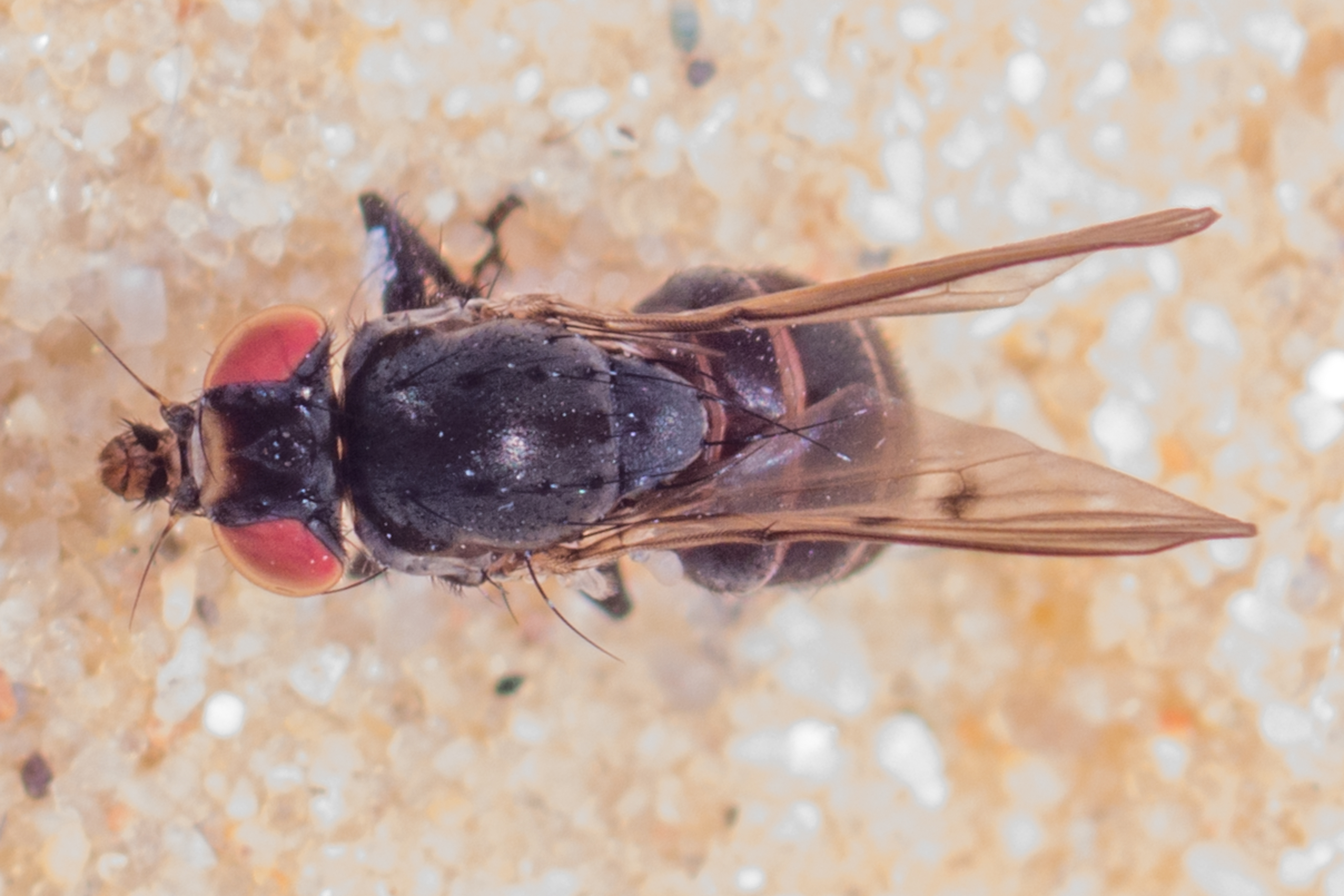 Neoalticomerus formosus