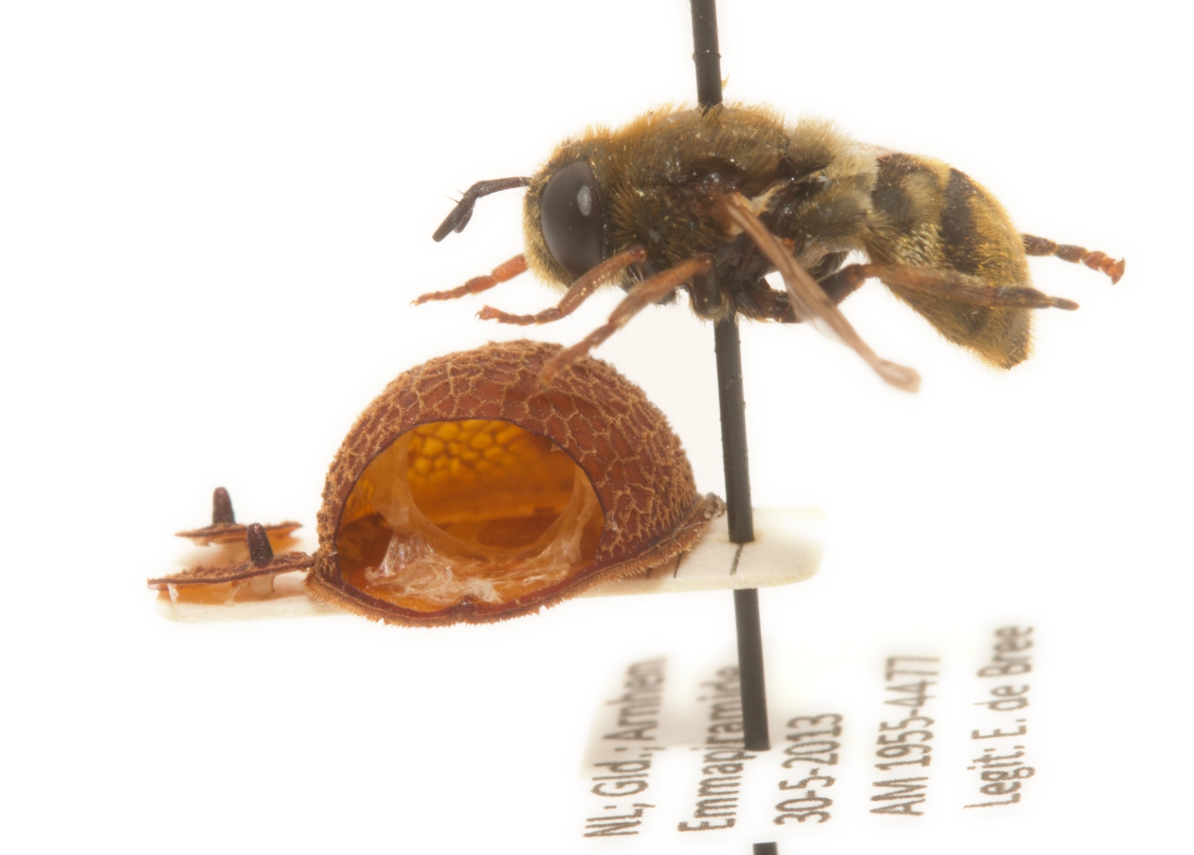 Microdon major