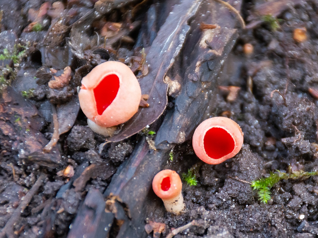 Sarcoscypha austriaca