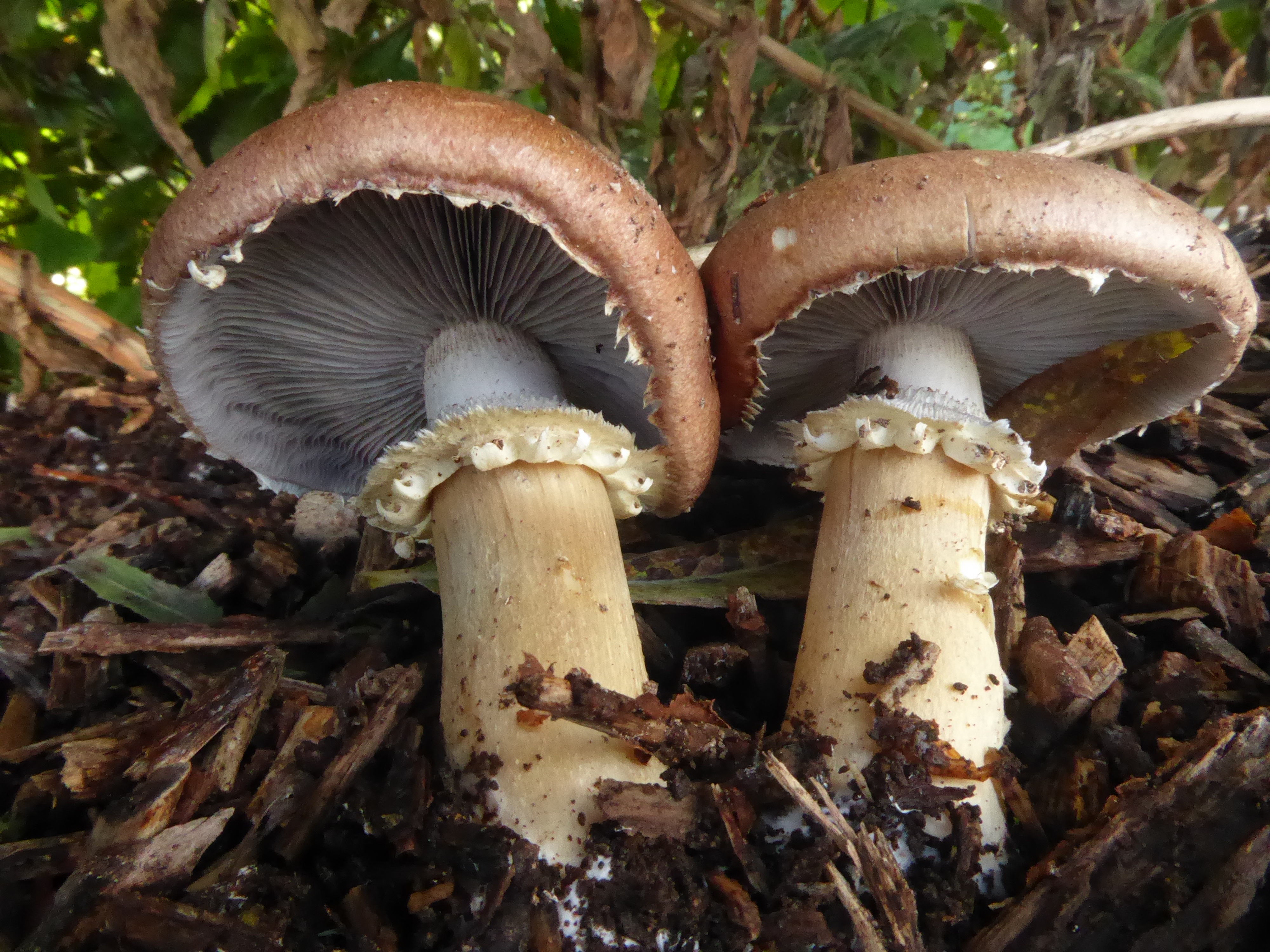 Stropharia rugosoannulata