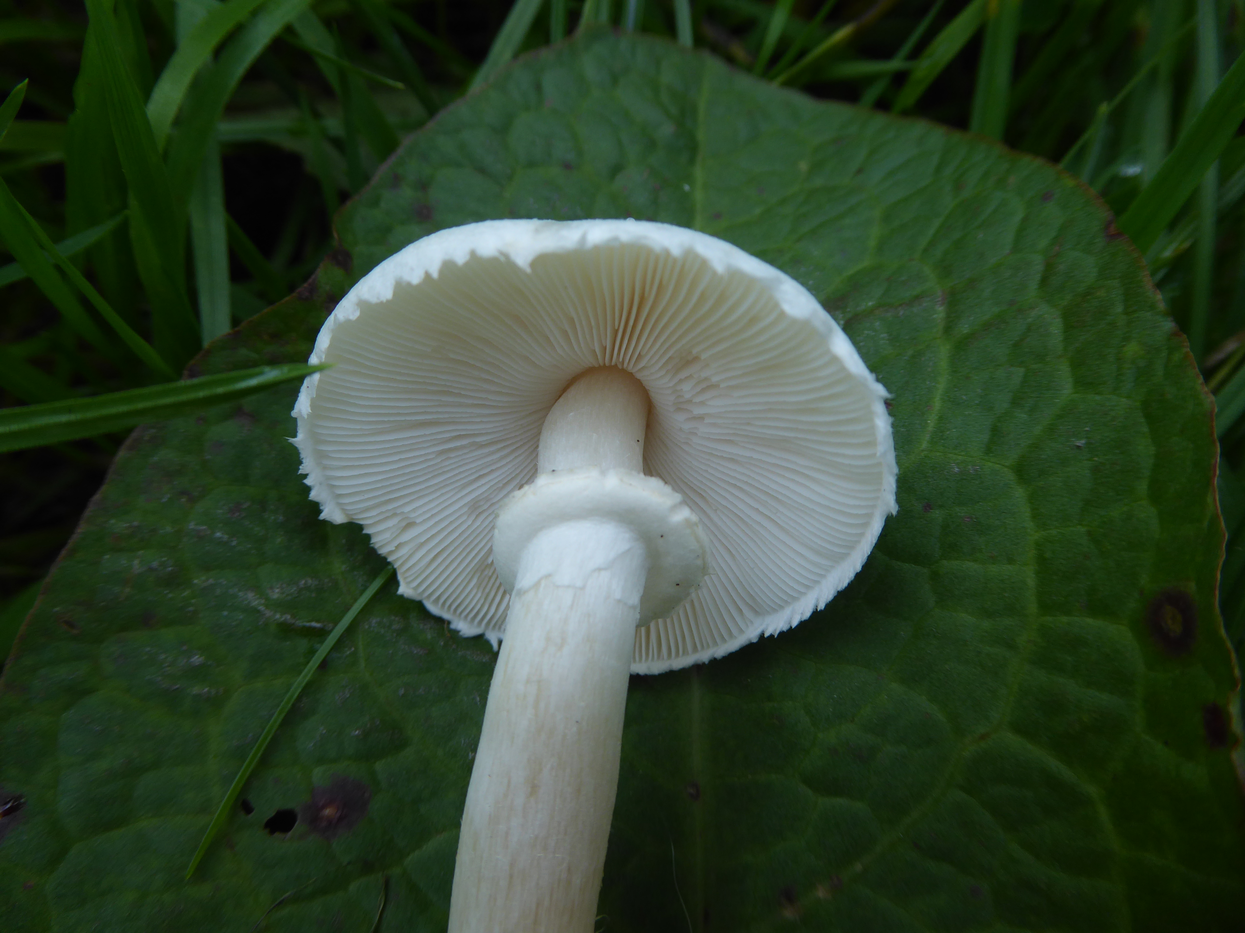 Leucoagaricus leucothites