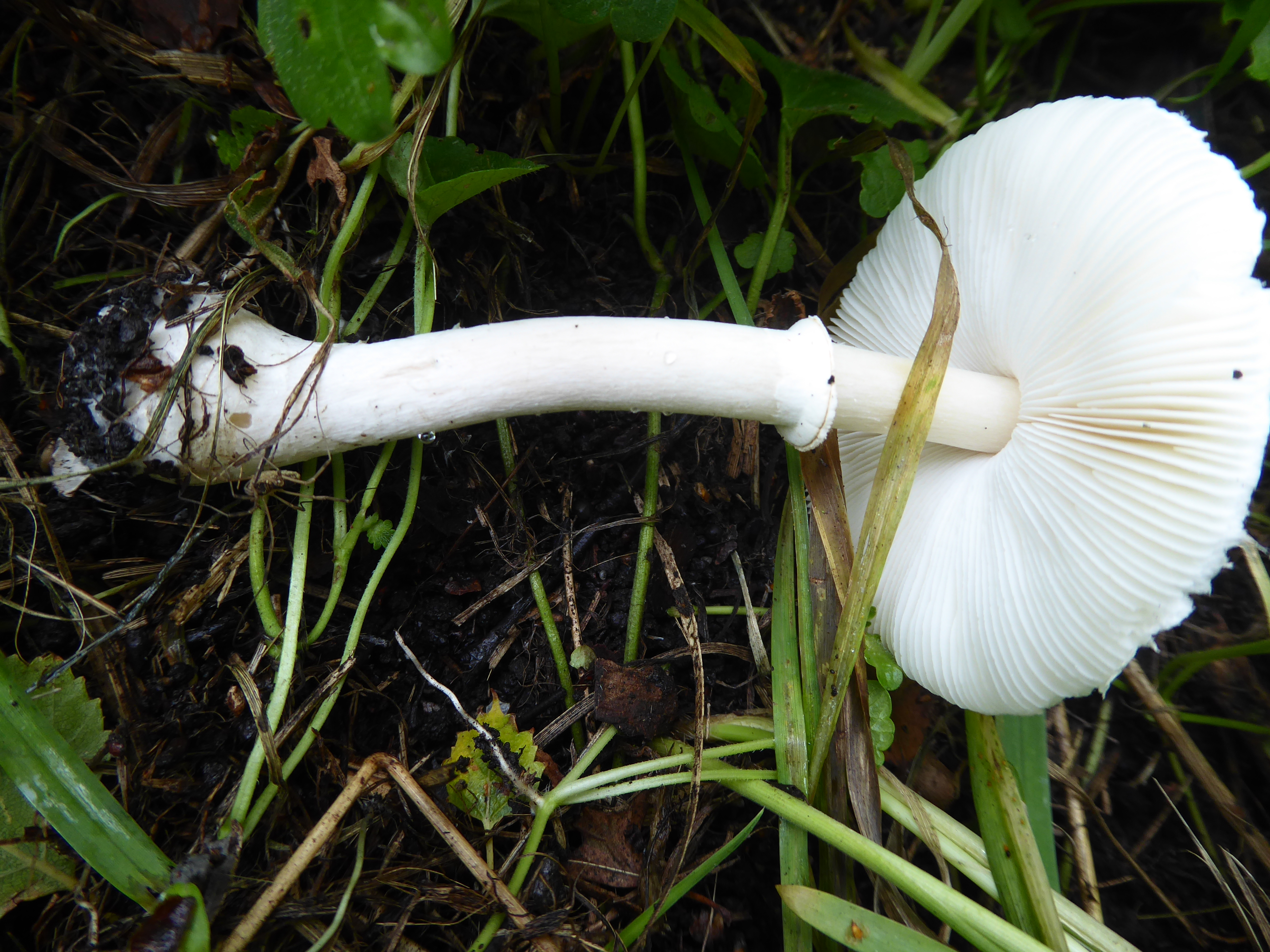 Leucoagaricus leucothites