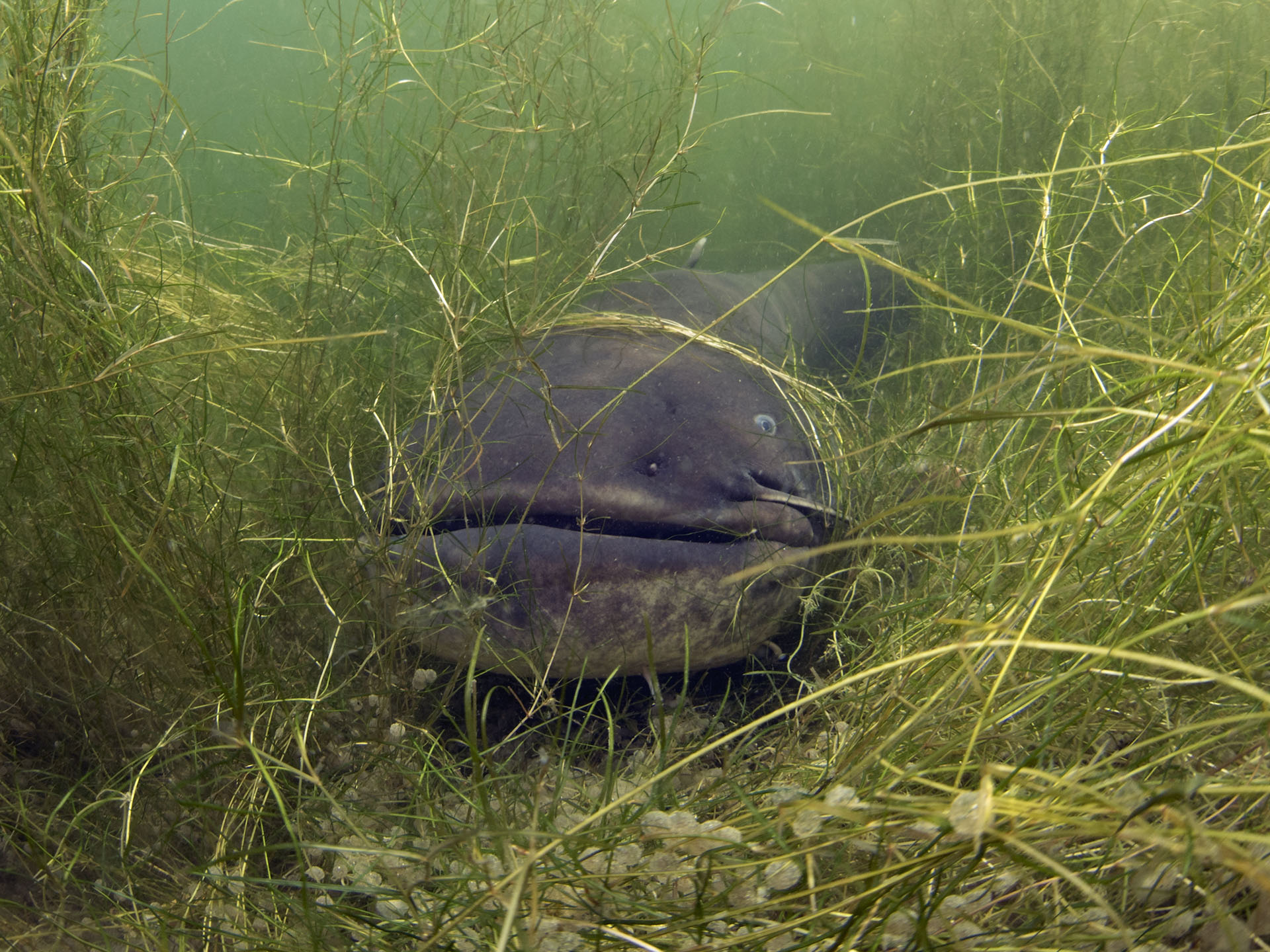 Silurus glanis