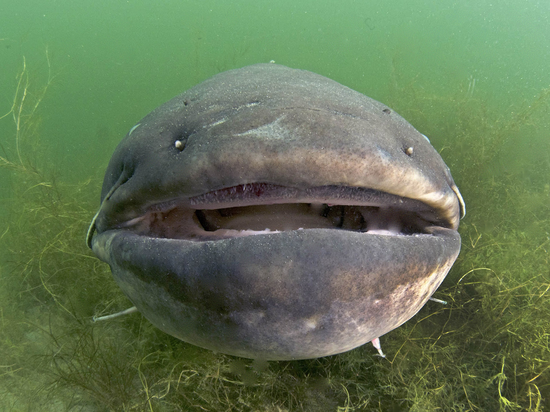 Silurus glanis