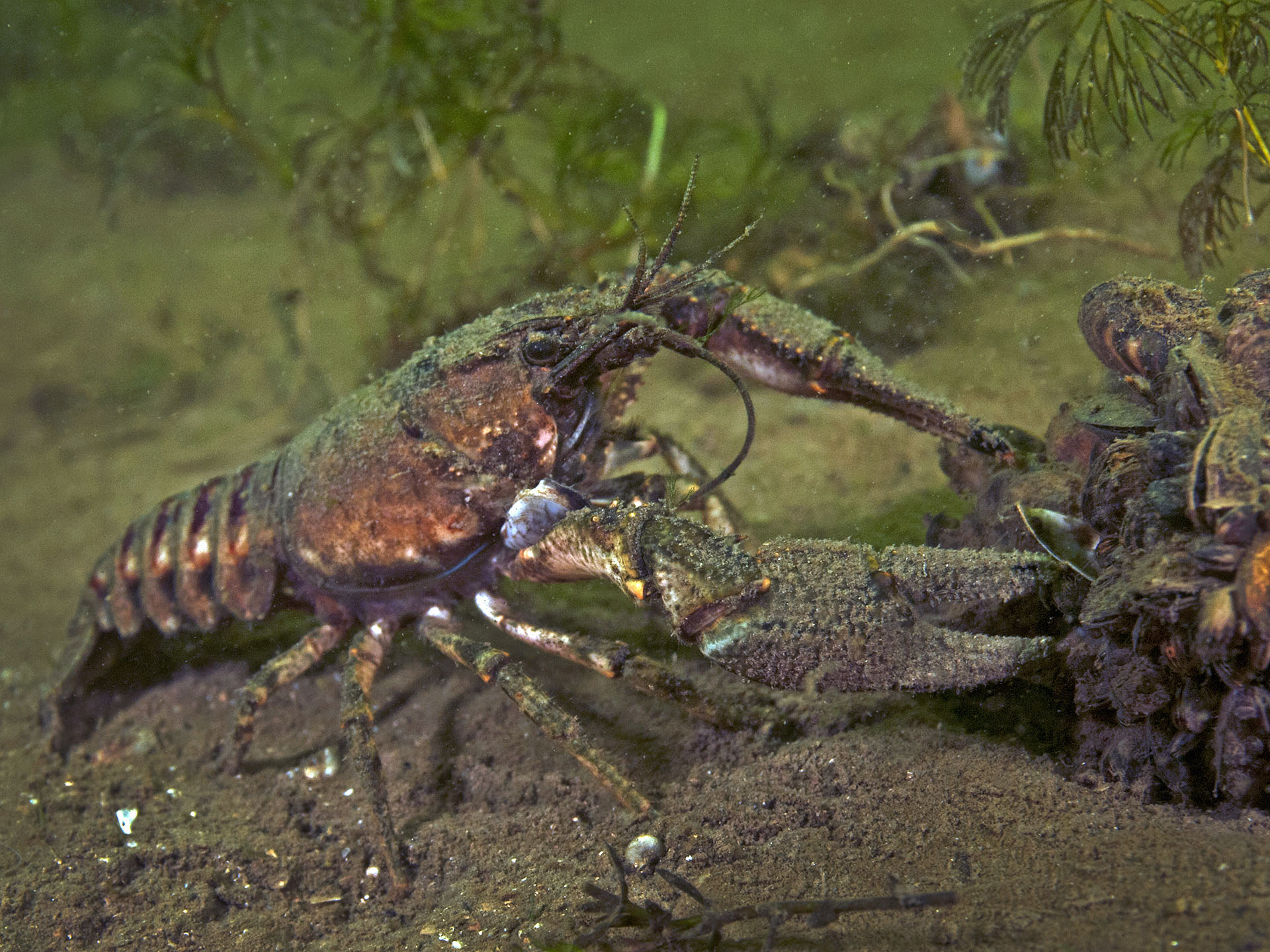 Faxonius limosus