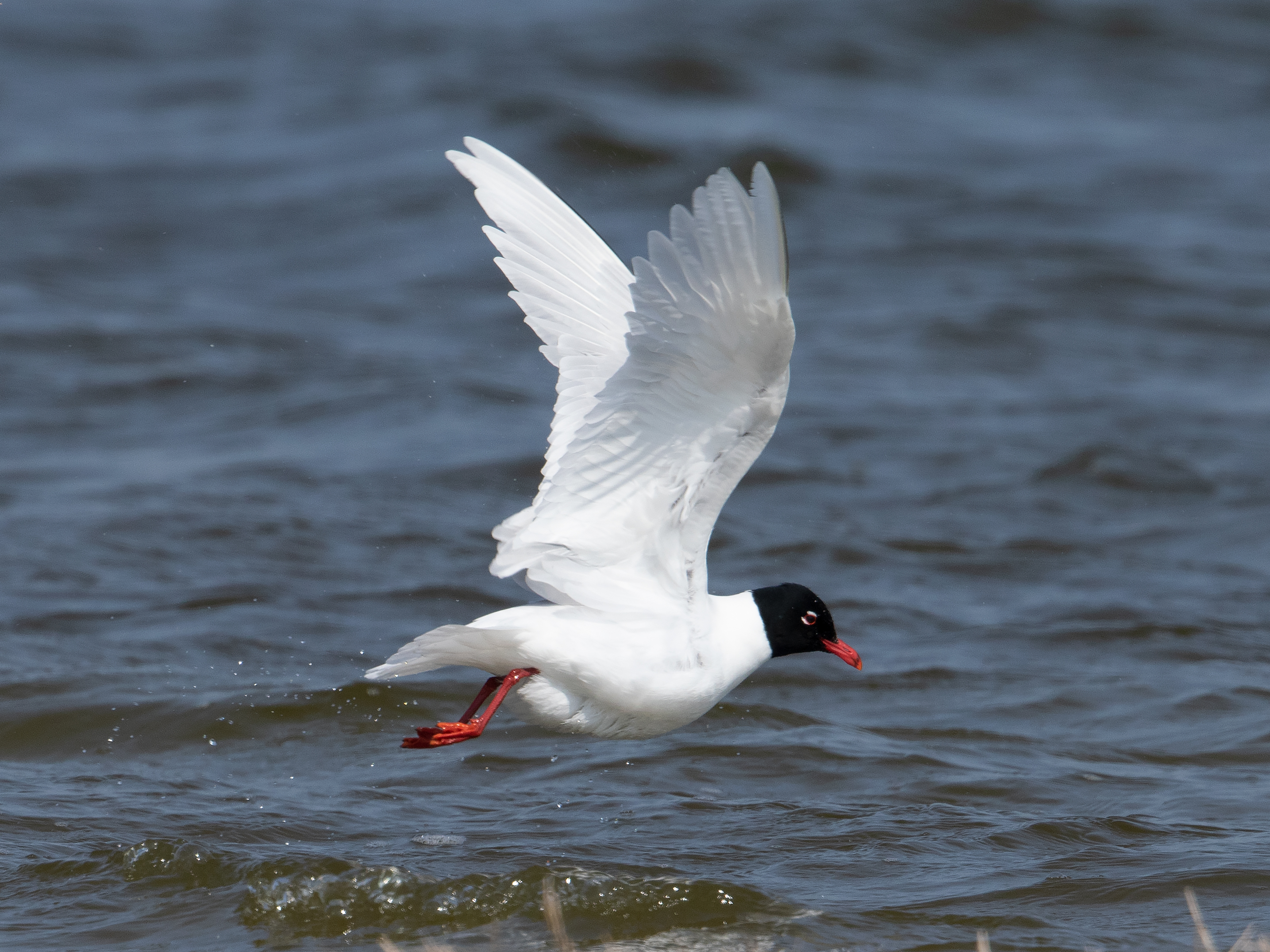 Larus melanocephalus