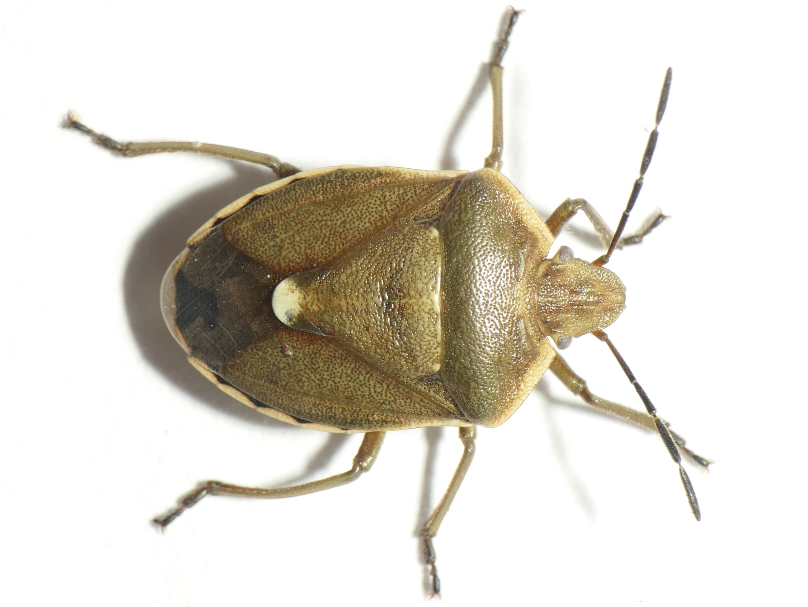 Chlorochroa pinicola