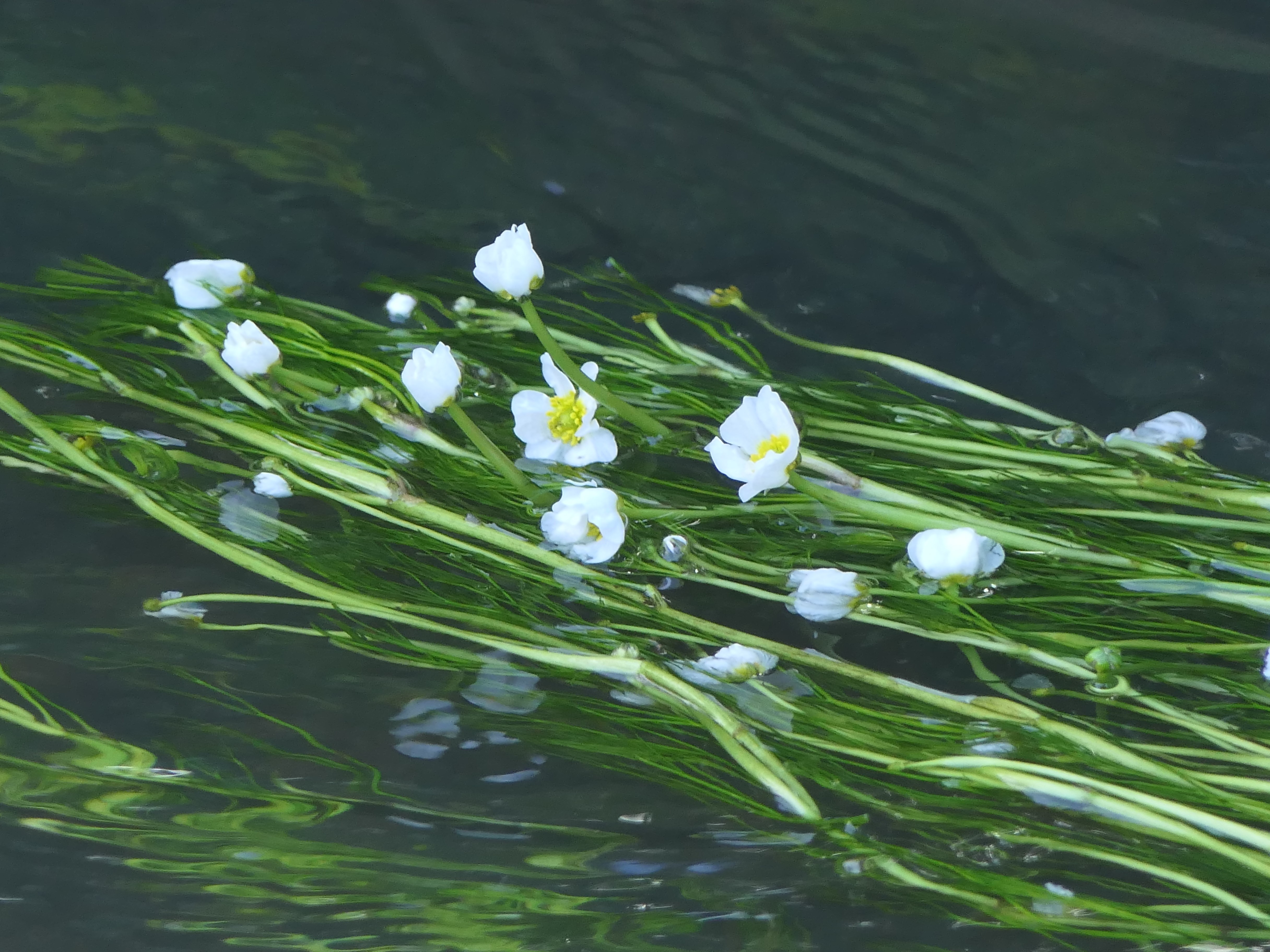 Ranunculus fluitans