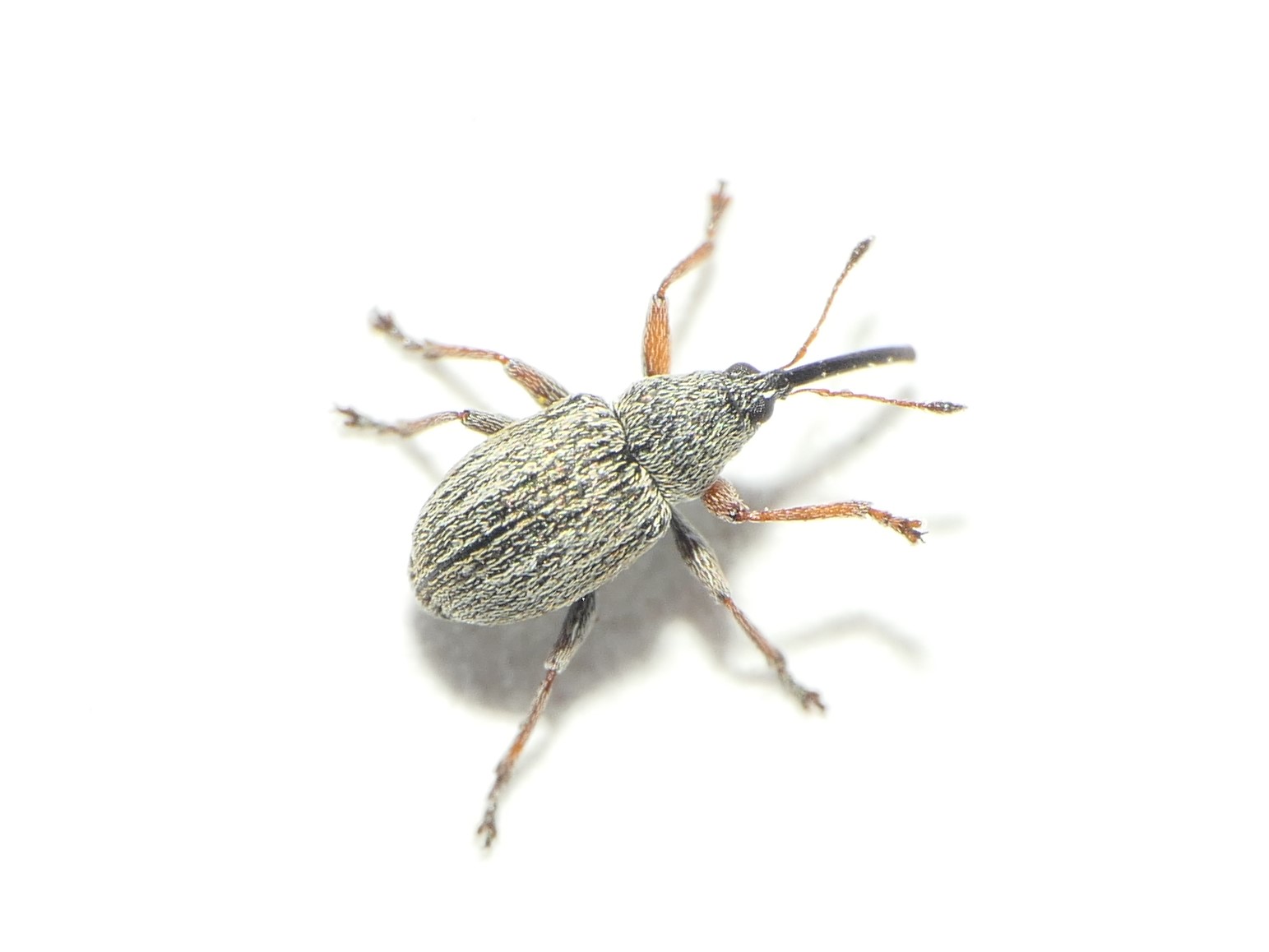 Exapion ulicis