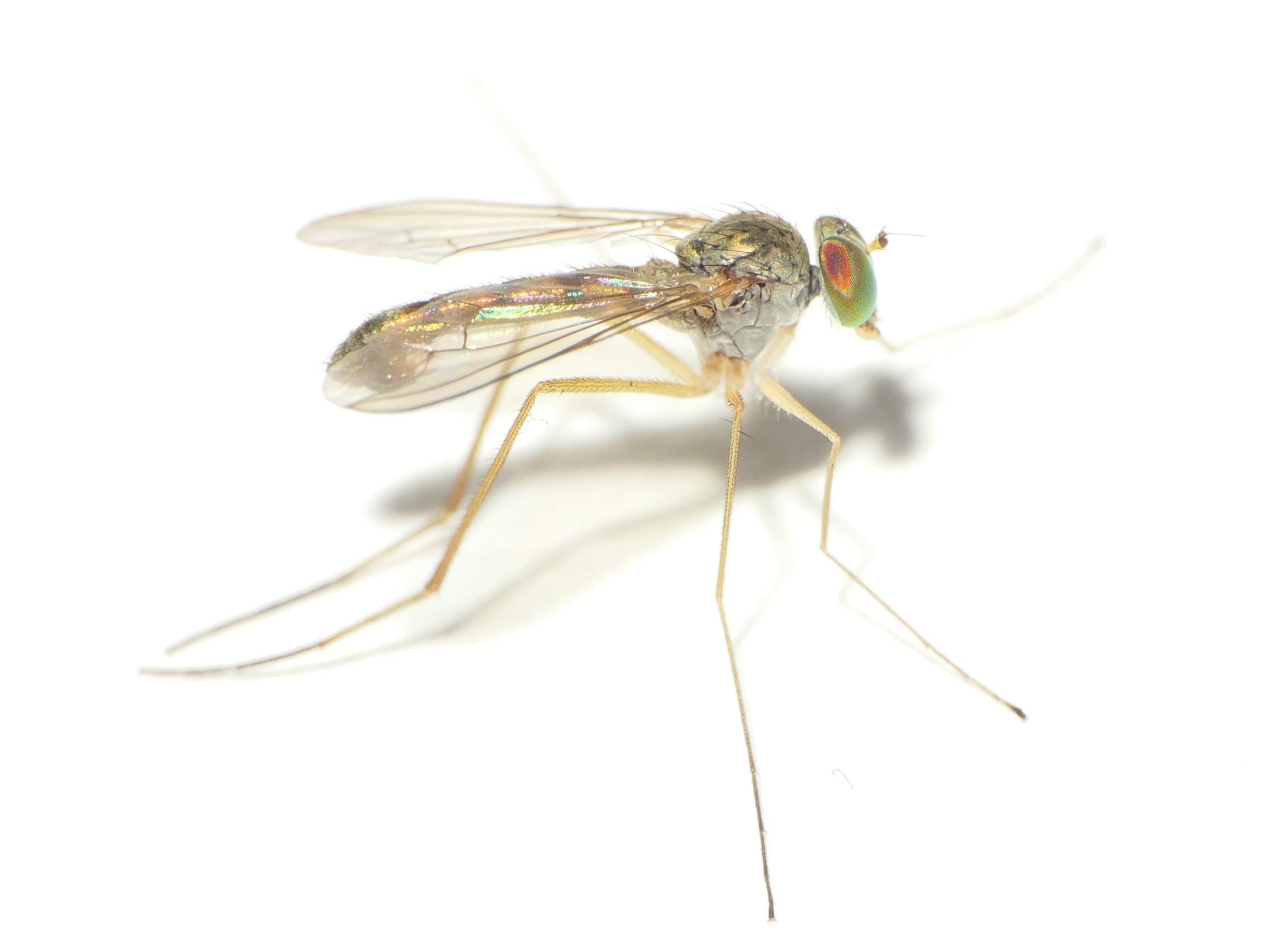 Sciapus contristans