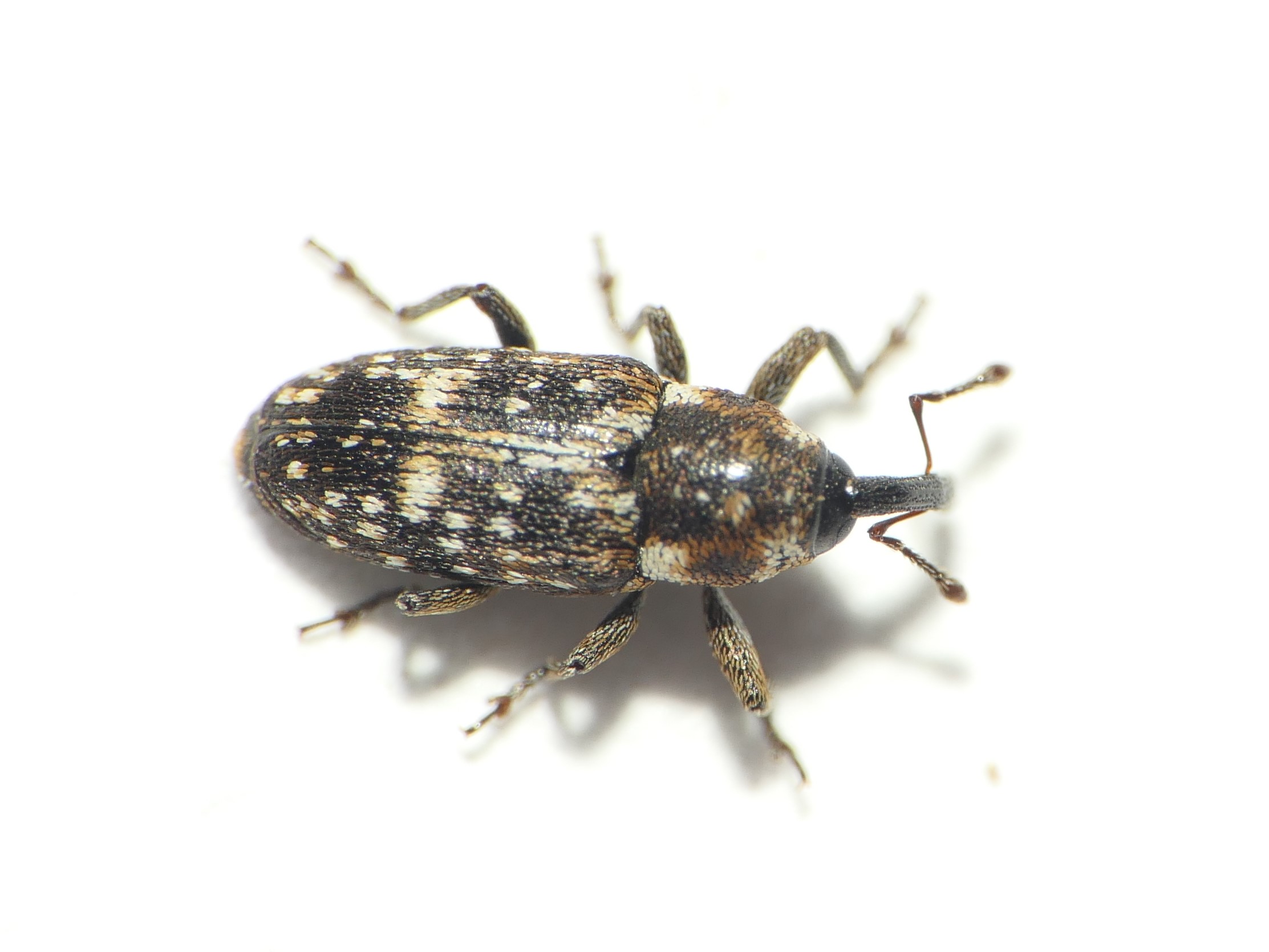 Cosmobaris scolopacea