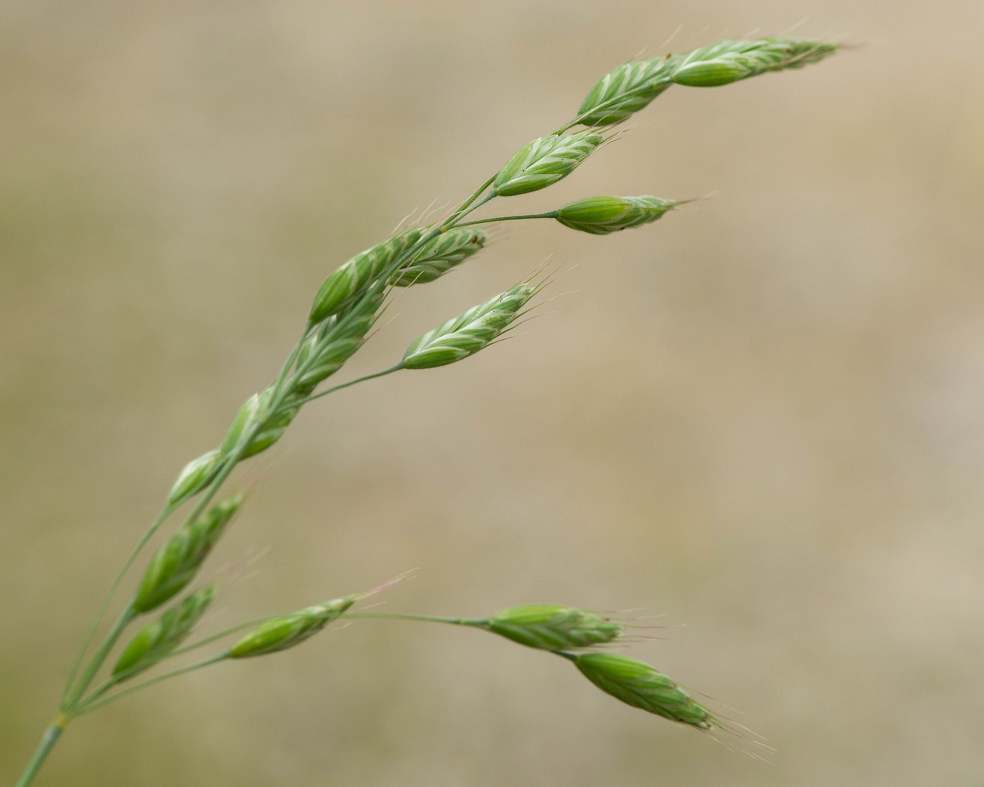 Bromus hordeaceus