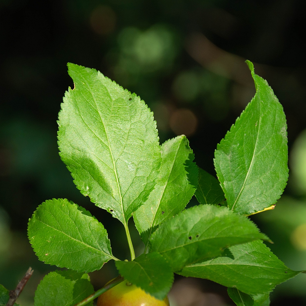 Prunus cerasifera