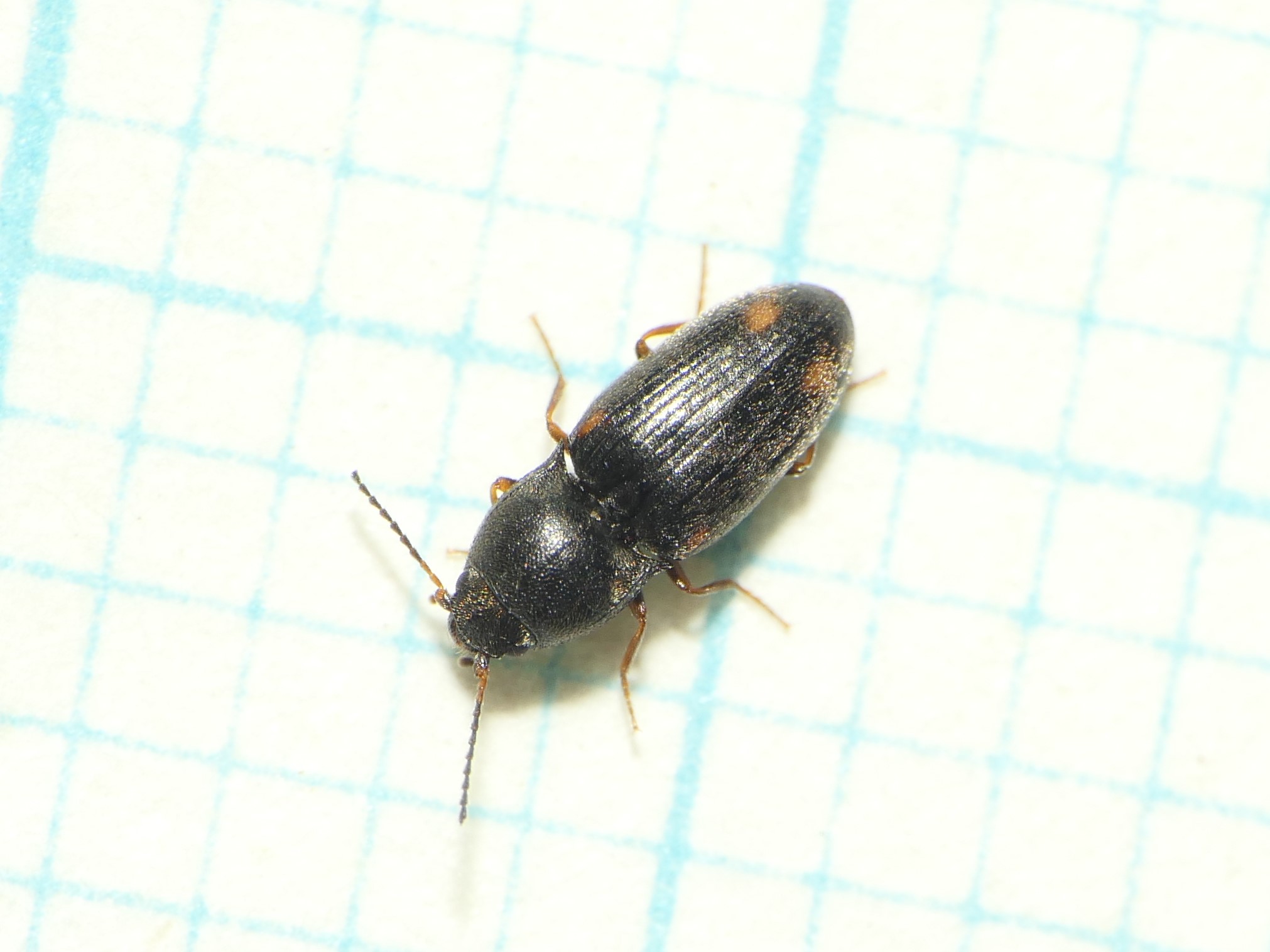 Zorochros dufouri