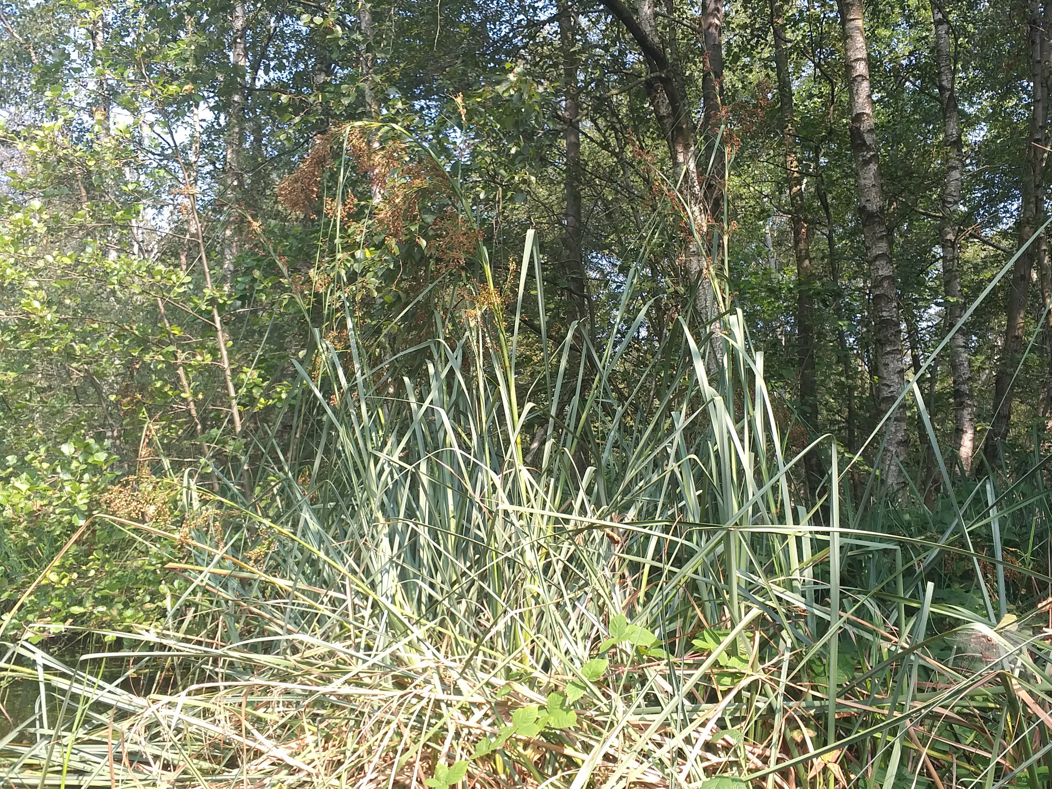 Cladium mariscus