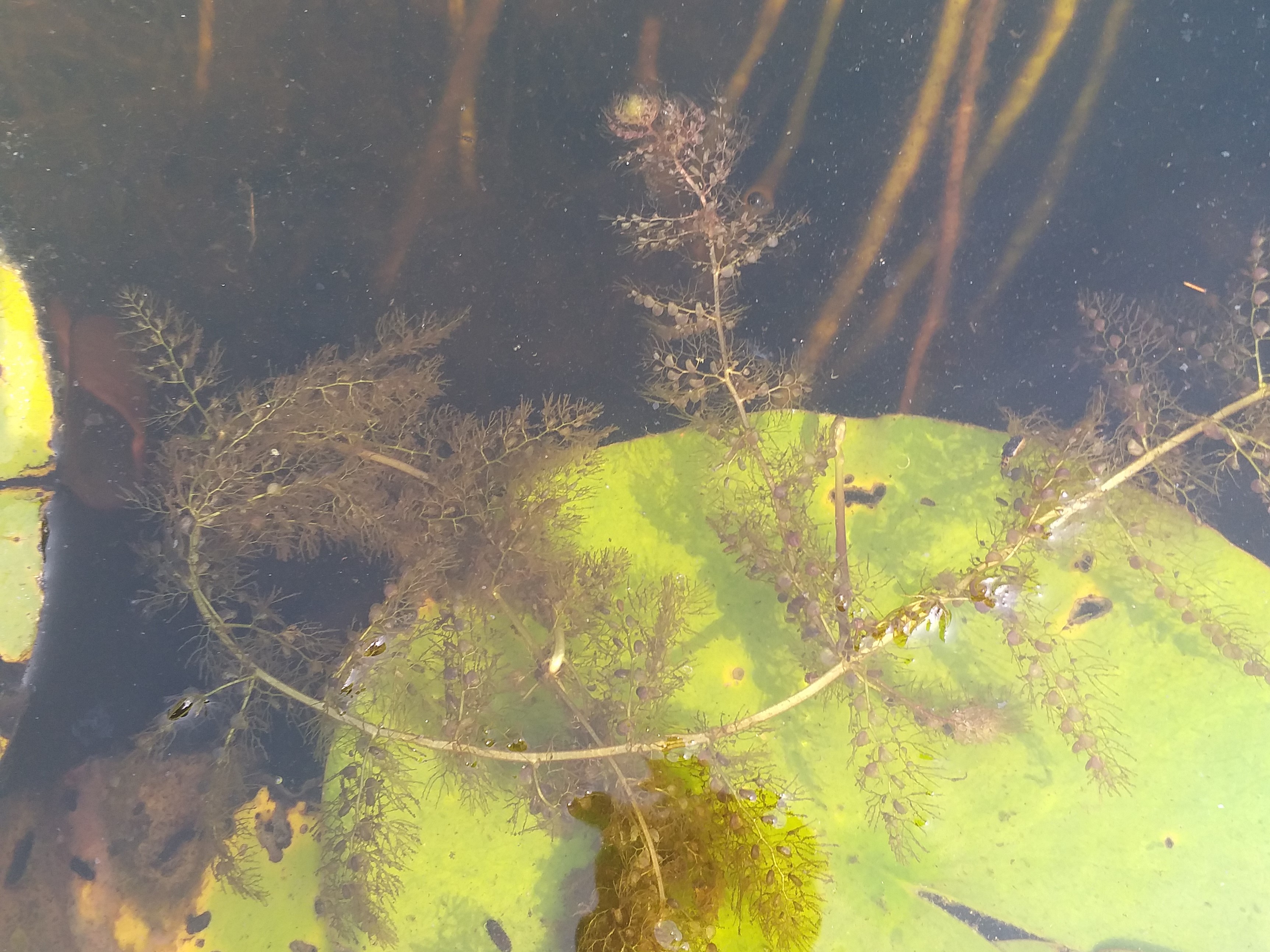 Utricularia vulgaris