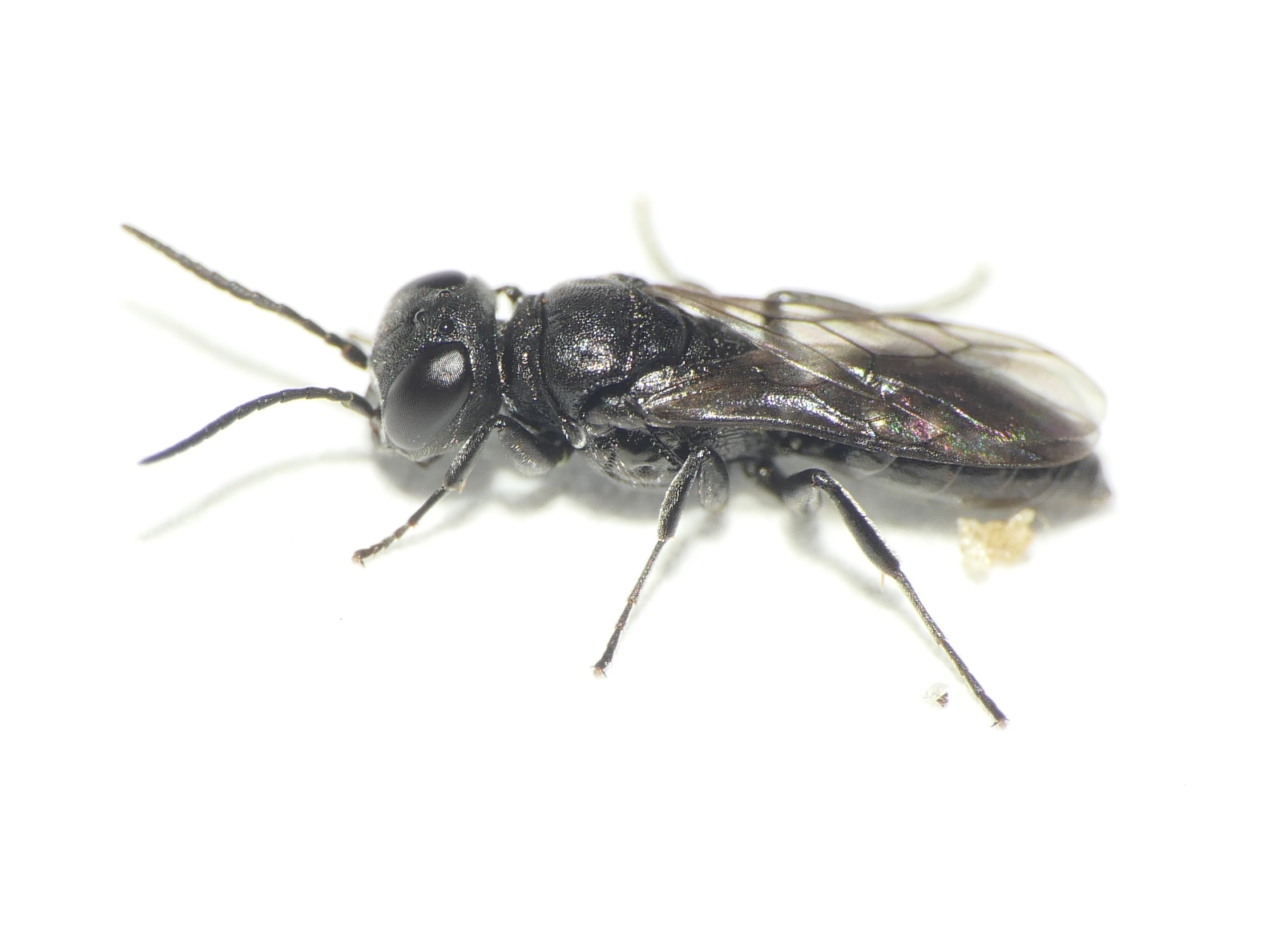 Nitela borealis